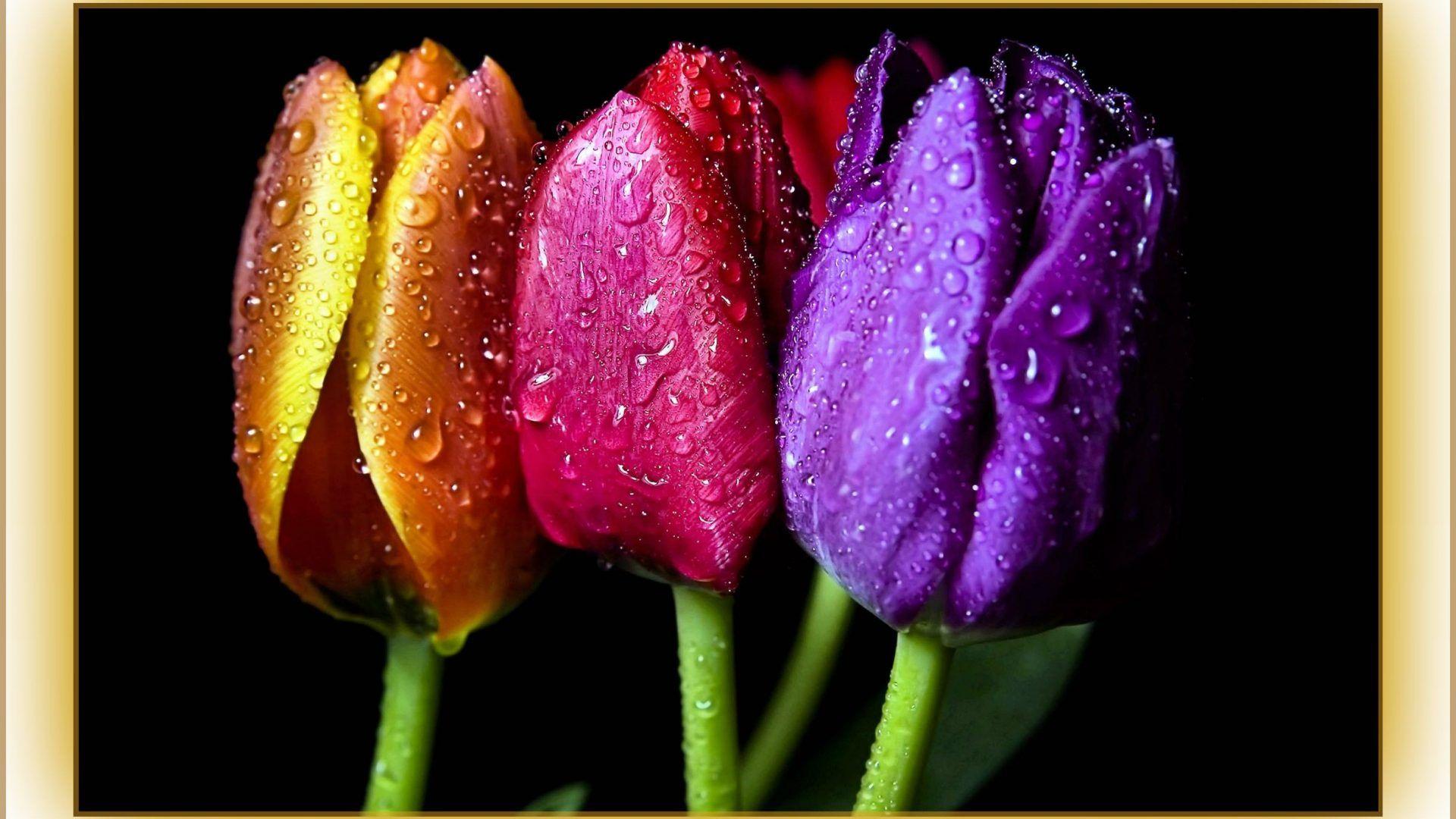 Flowers wallpaper: Life Flowers Photography Wet Harmony
