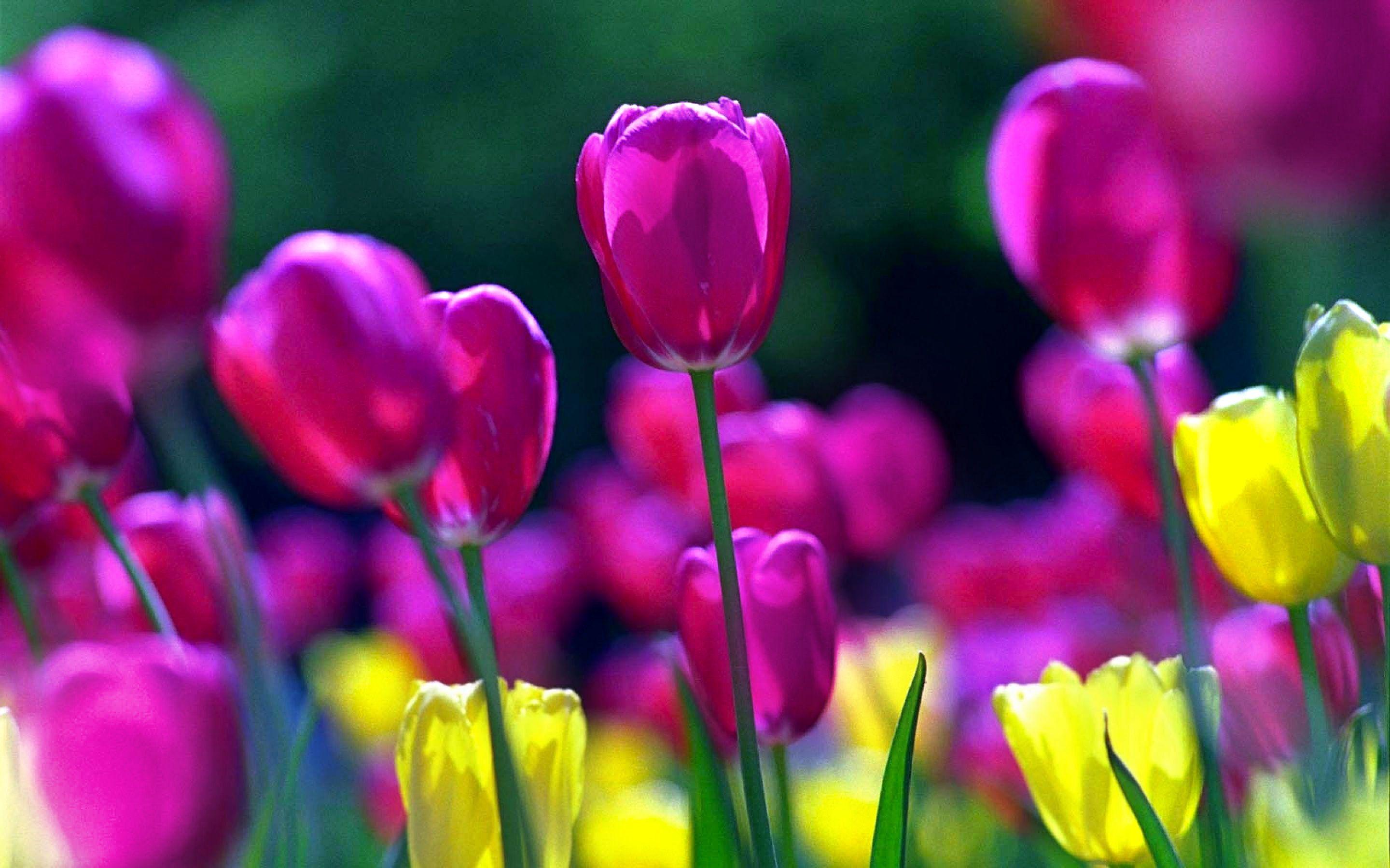 Tulip HD Wallpaper