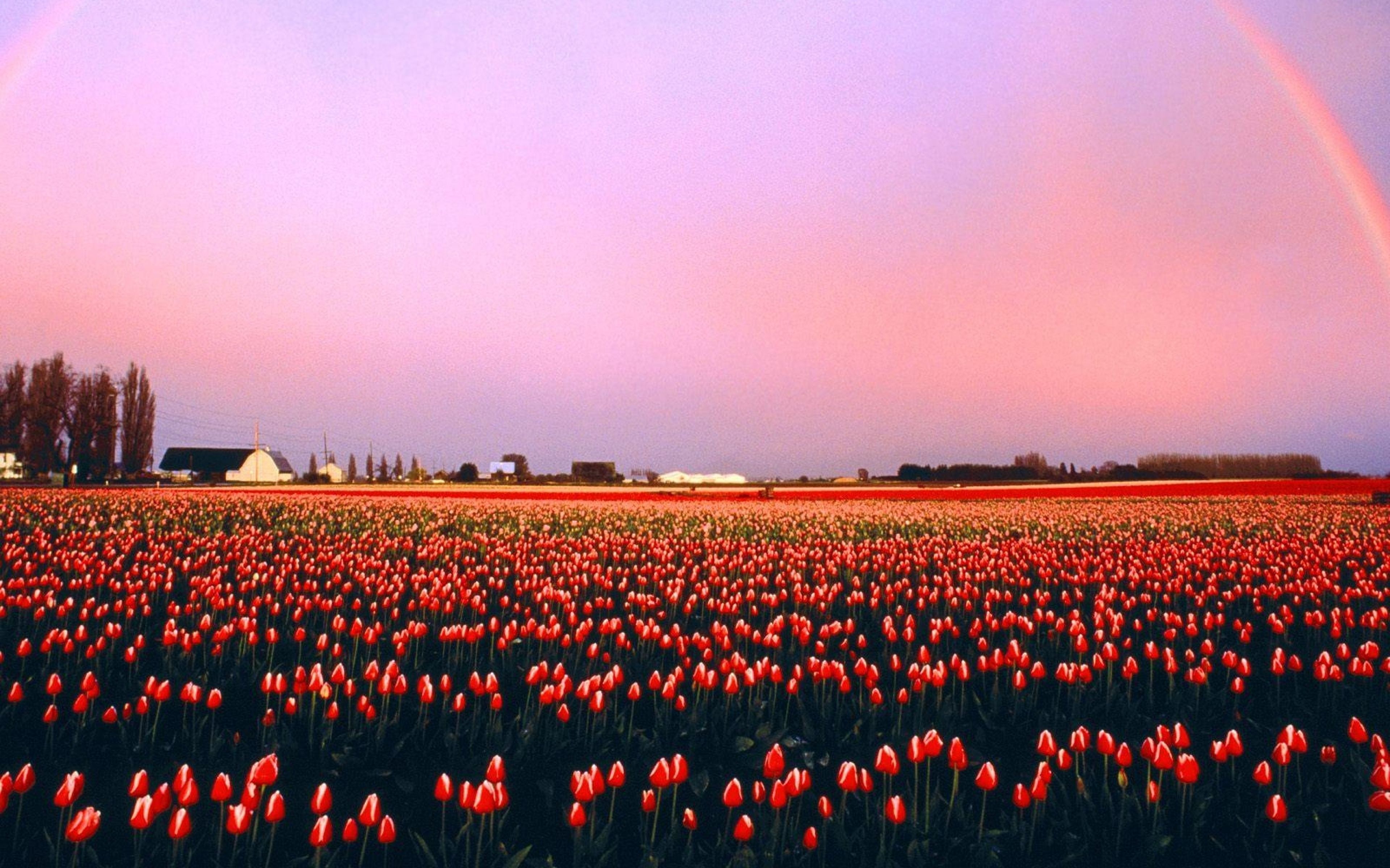 Download Wallpaper 3840x2400 Tulips, Flowers, Plantation, Sunset