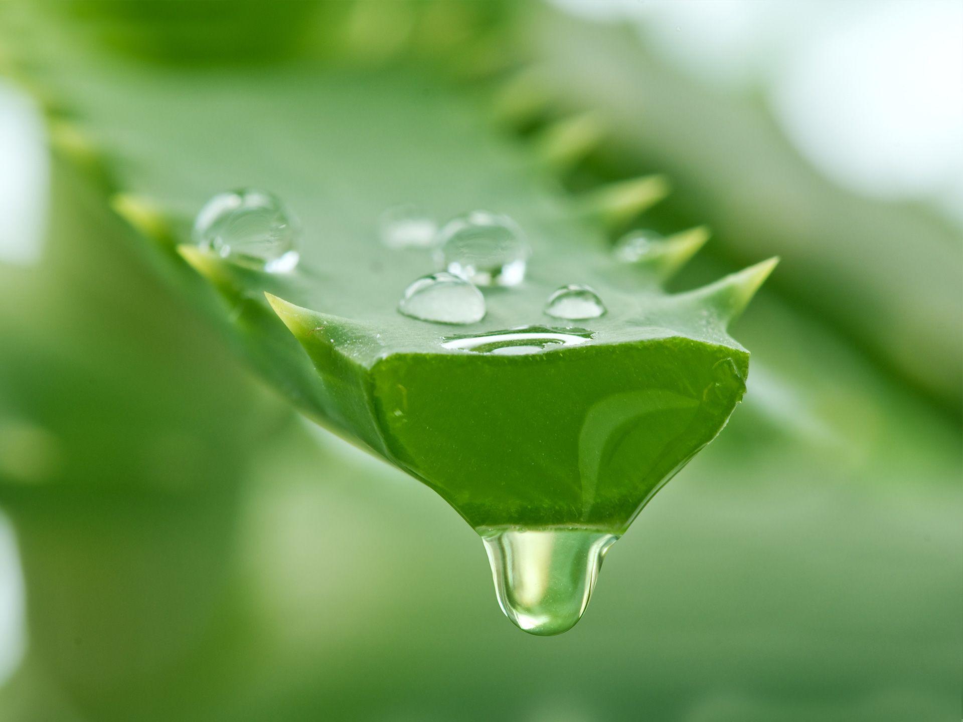 Aloe Vera: Spiky Aloe Vera Protects Your Skin. Benefits & Side