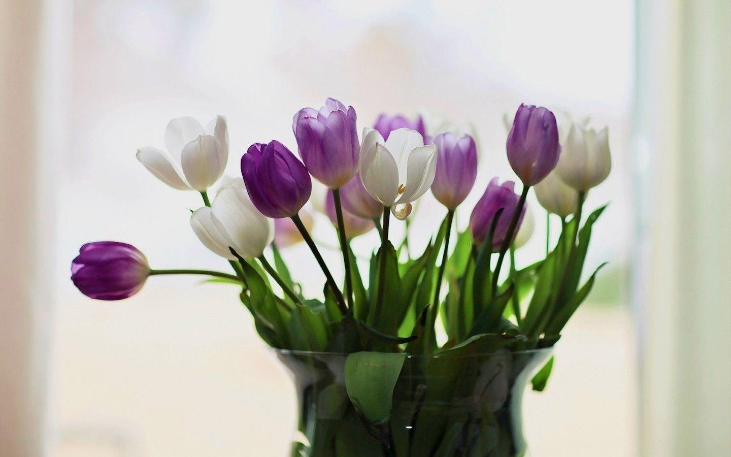 Flower Tulip White Purple Tulips Rainbow Desktop Background