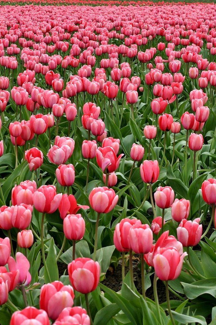best Csak tulipánok image. Tulip, Flower