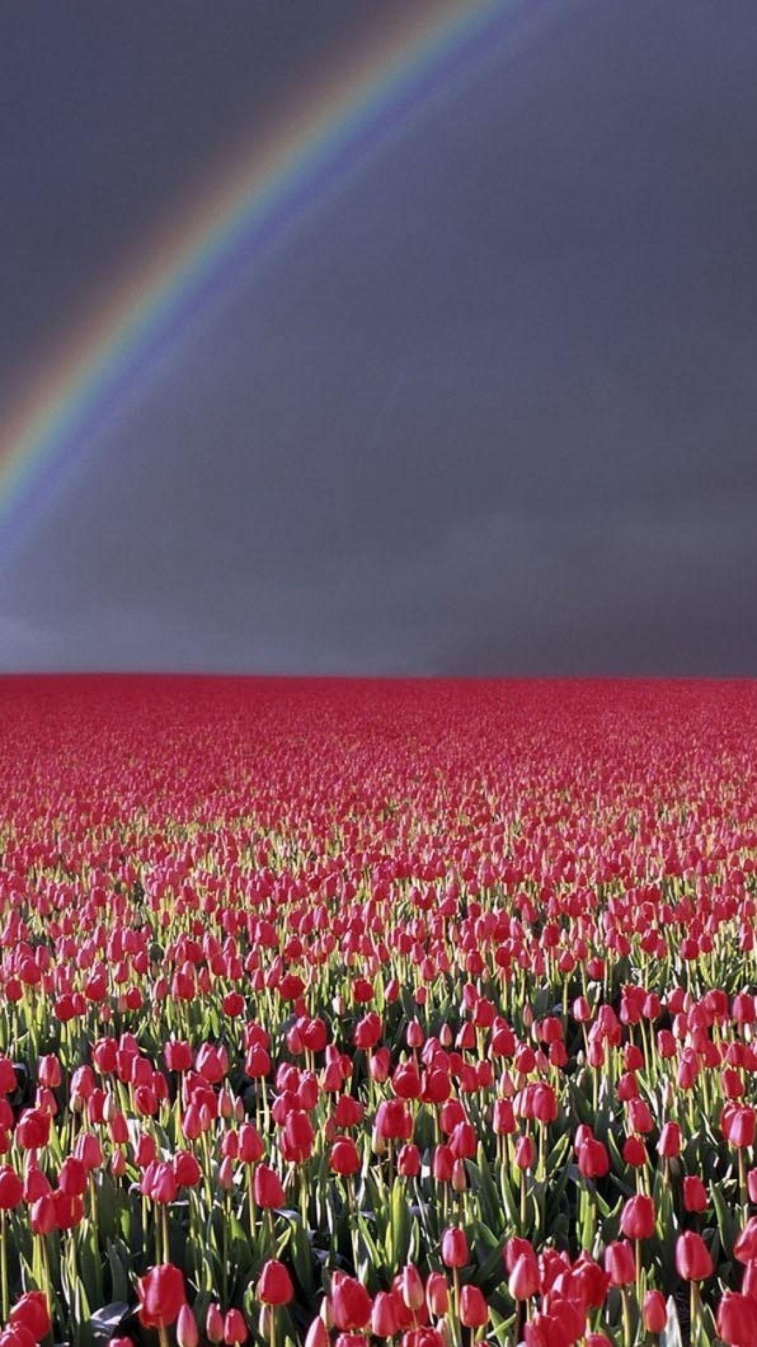 Download Wallpaper 1080x1920 Tulips, Flowers, Field, Lot, Sky