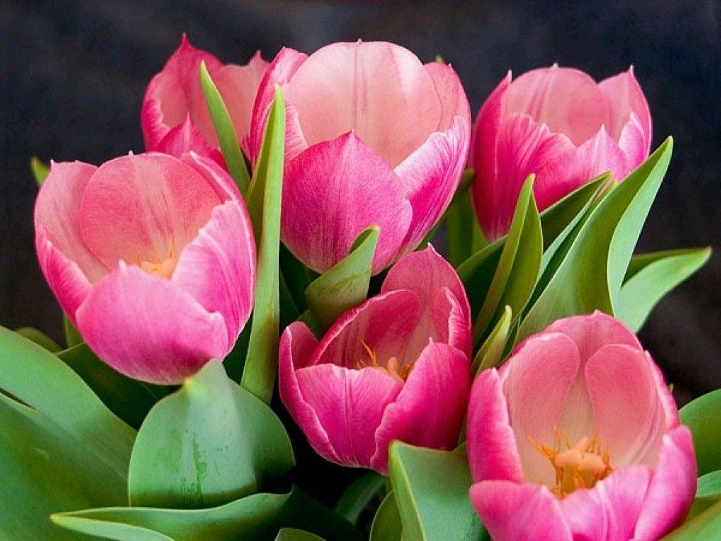 Flower: Pink Tulips Nature Tulip Flower Maha Sky HD Live Wallpaper