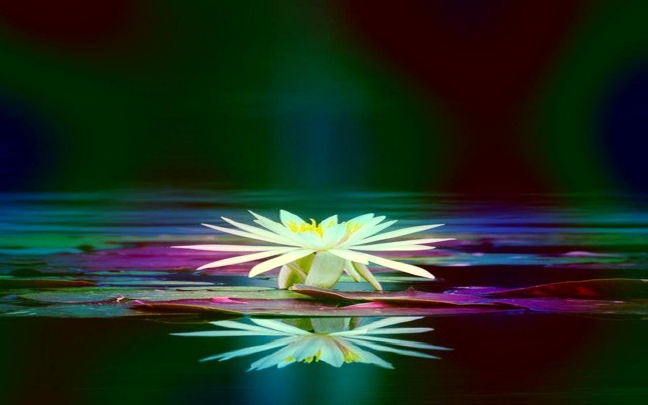 Flowers: Reflection Lotus Blue Nature Flower Moon Rainbow