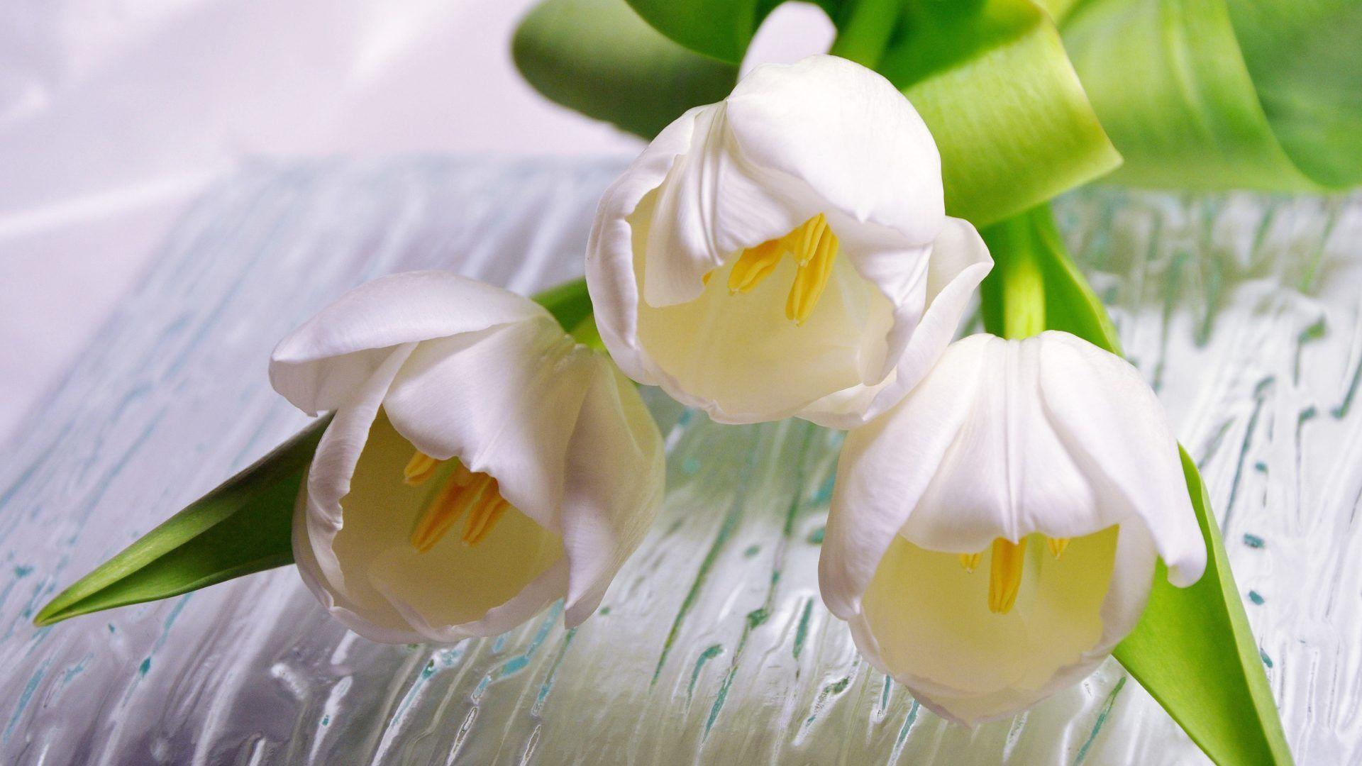 Tulip Tag wallpaper: Easter Egg Colorful Photography Bow Eggs