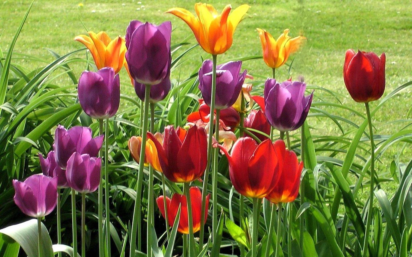 Flower: Field Tulips Beautiful Colors Plants Green Grass Sun