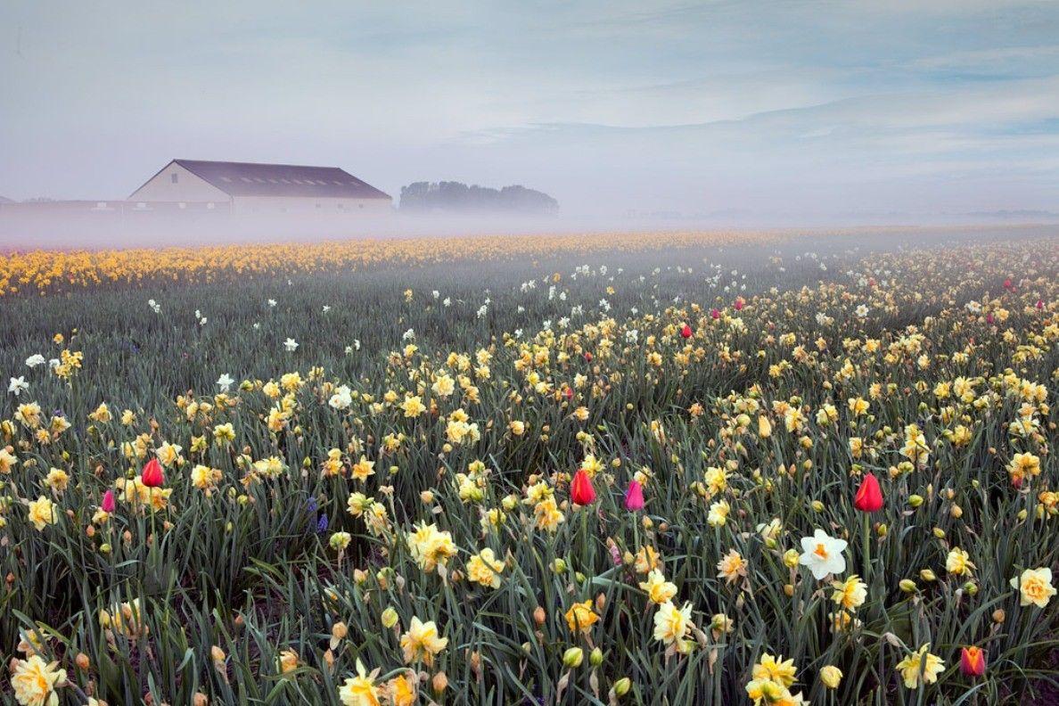 Fields: Flowers Field Netherlands Netherland Tulips Rainbow Best