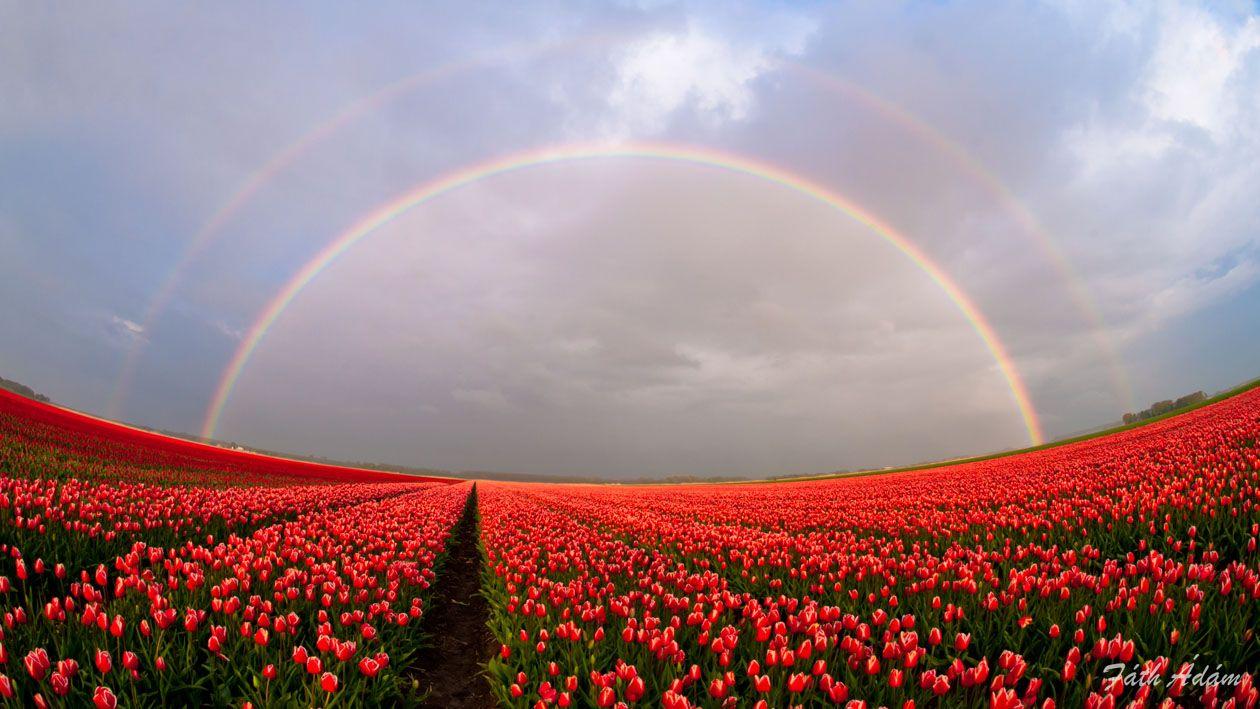 Rainbows & Tulip Fields