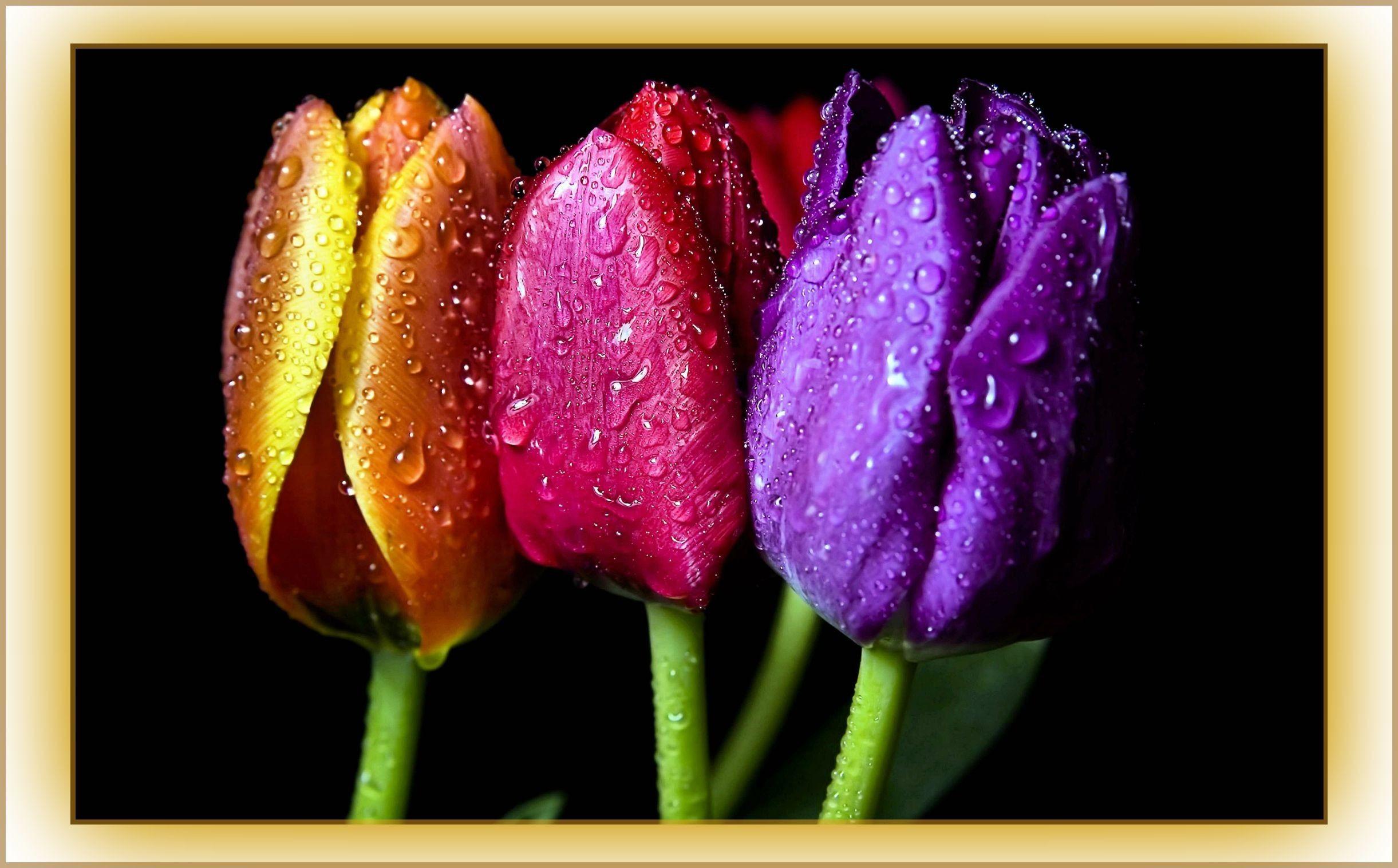 Flowers: Rainbow Tulips Flowers Cheerful Romantic Stem Amazing