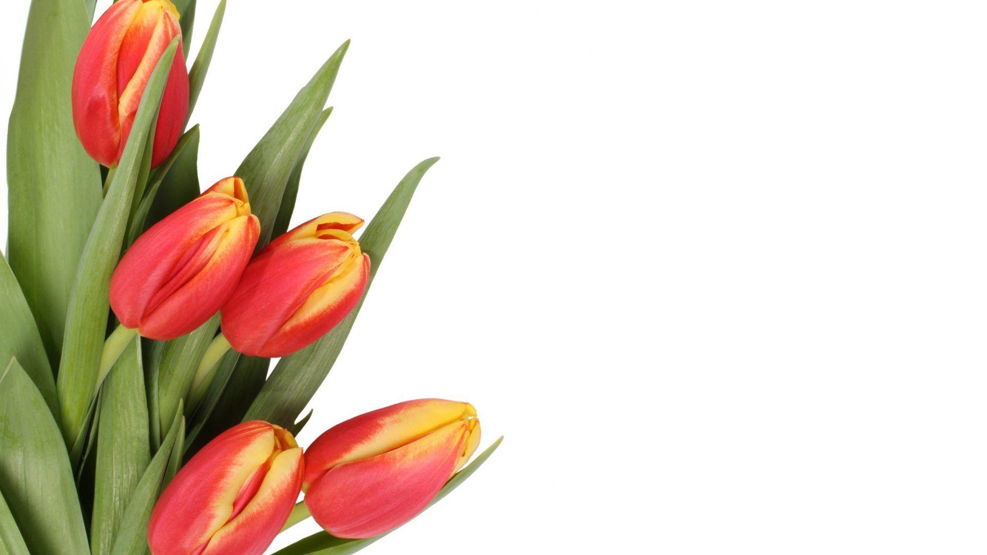 Normal wallpaper: Beach Pretty Paradise Birds Blue