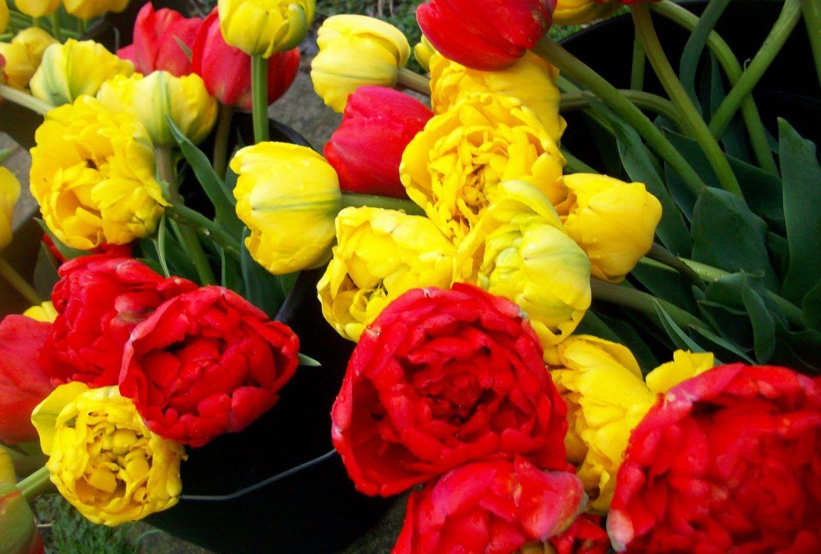 Flowers: Tulips Red Flowes Yellow Rainbow Flower Desktop