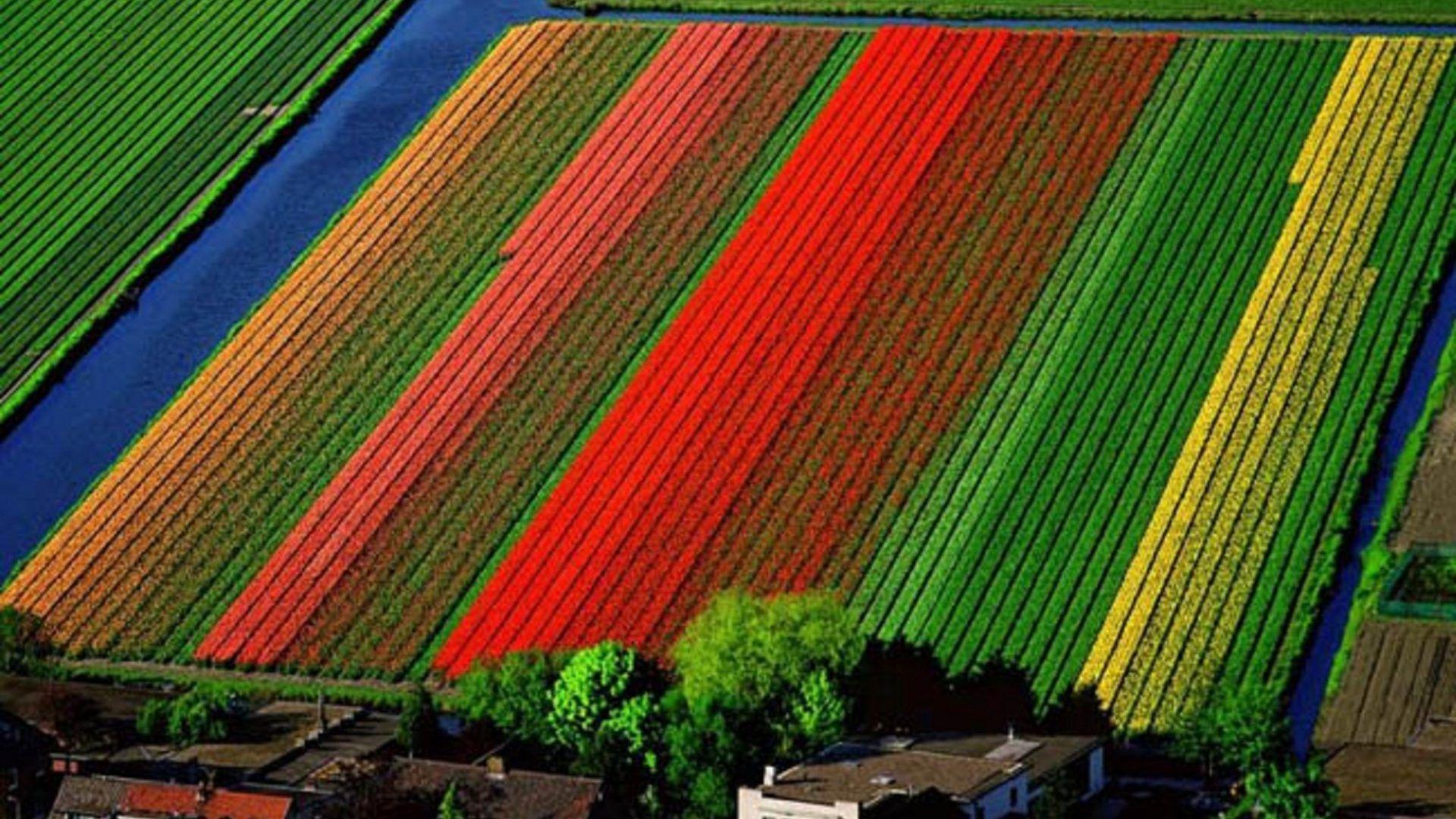 Tulip Tag wallpaper: Tulip Tulips Flowers Fields Field Flower