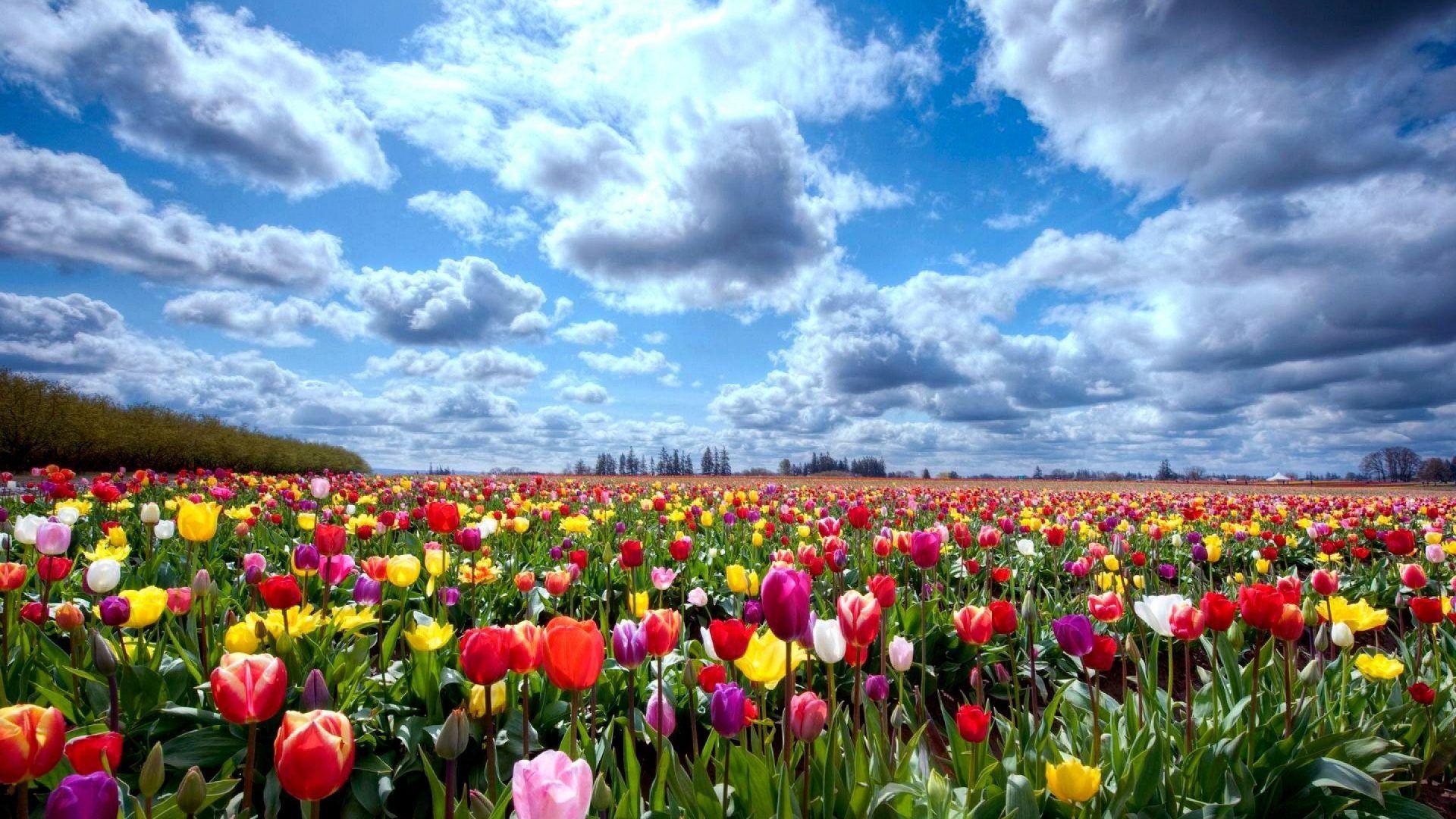 Tulip Tag wallpaper: Tulip Tulips Flowers Fields Field Flower