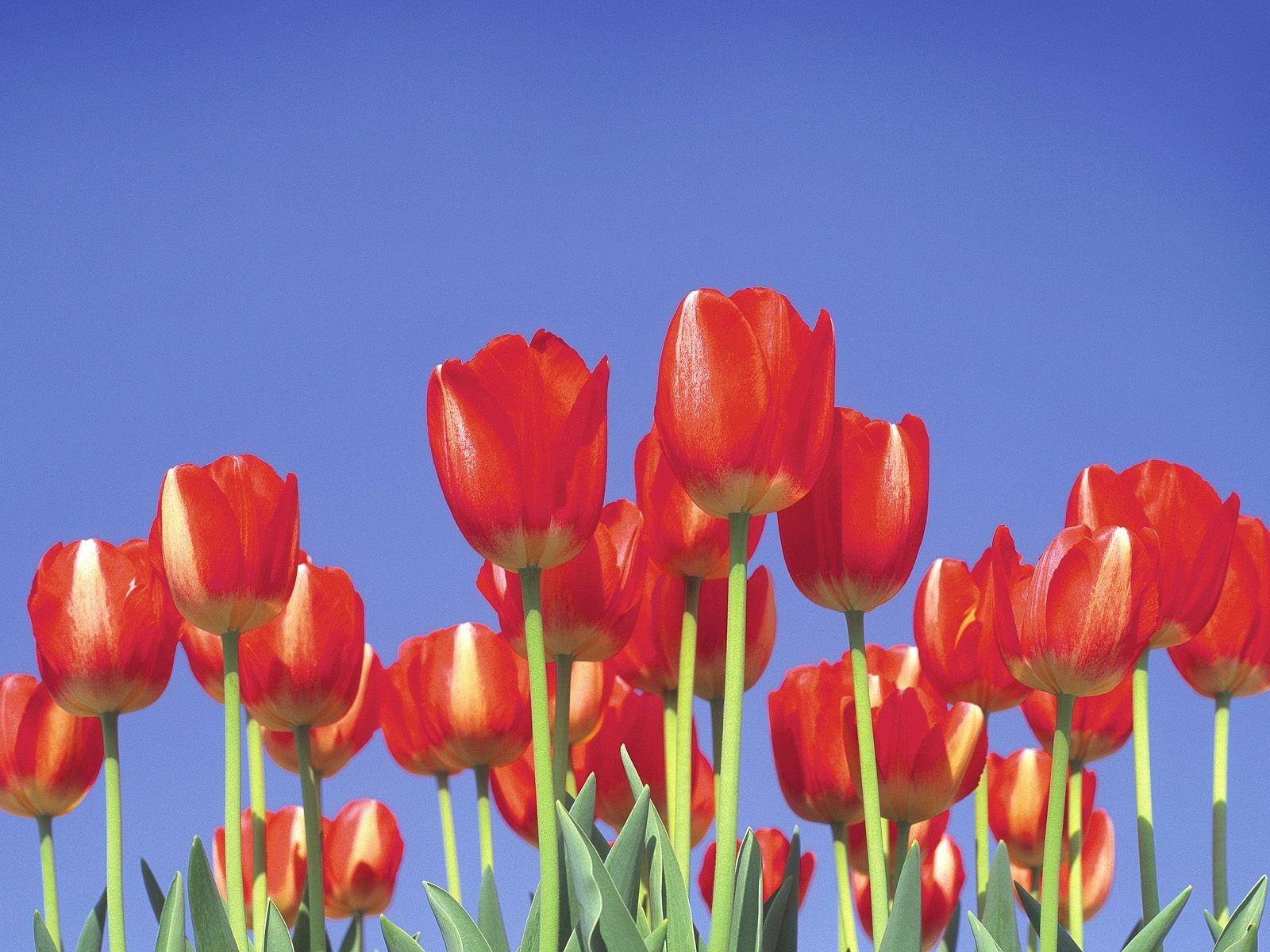 Flower: Tulips Close Up Red Flowers Rainbow Flower Desktop