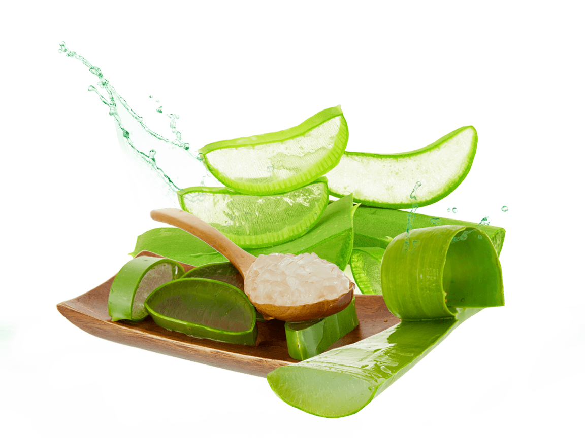 Is Aloe Vera a miracle plant?