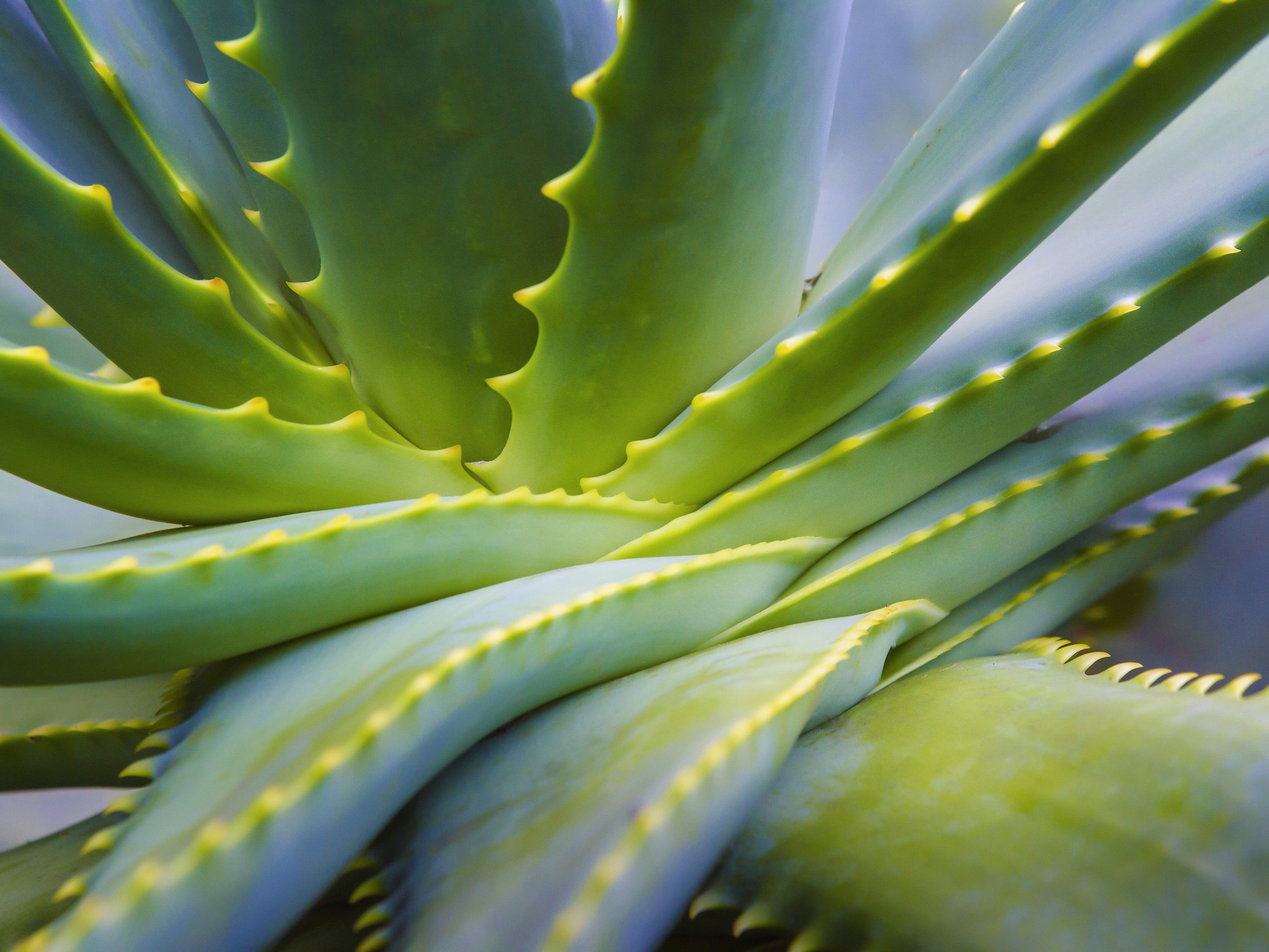 Benefits of Aloe Vera Gel