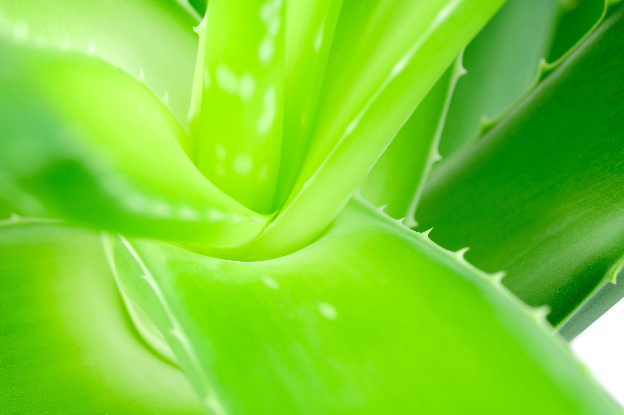 Aloe Vera Wallpapers Wallpaper Cave 1225