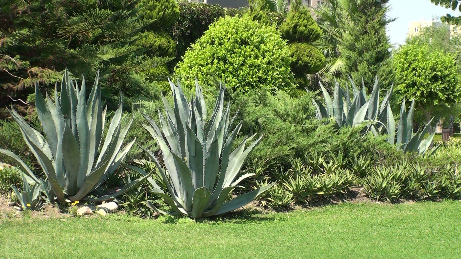 Stock Video: Beautiful garden with aloe vera