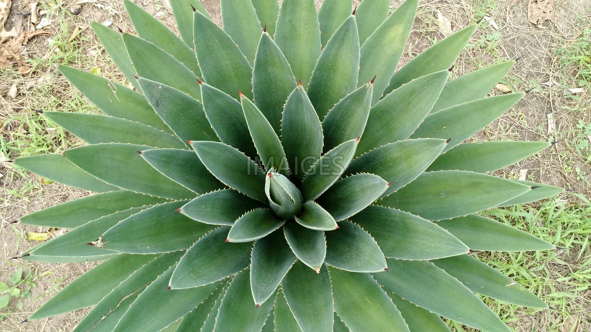 Aloe Vera, Plant, Cactus, Leaf, Thorns