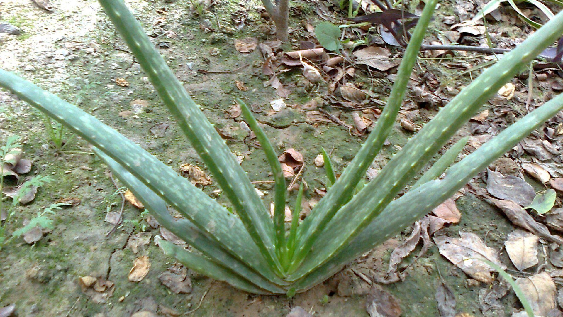 Misc: Aloe Vera Useful Plant Beautiful Nature Pakistan Cool