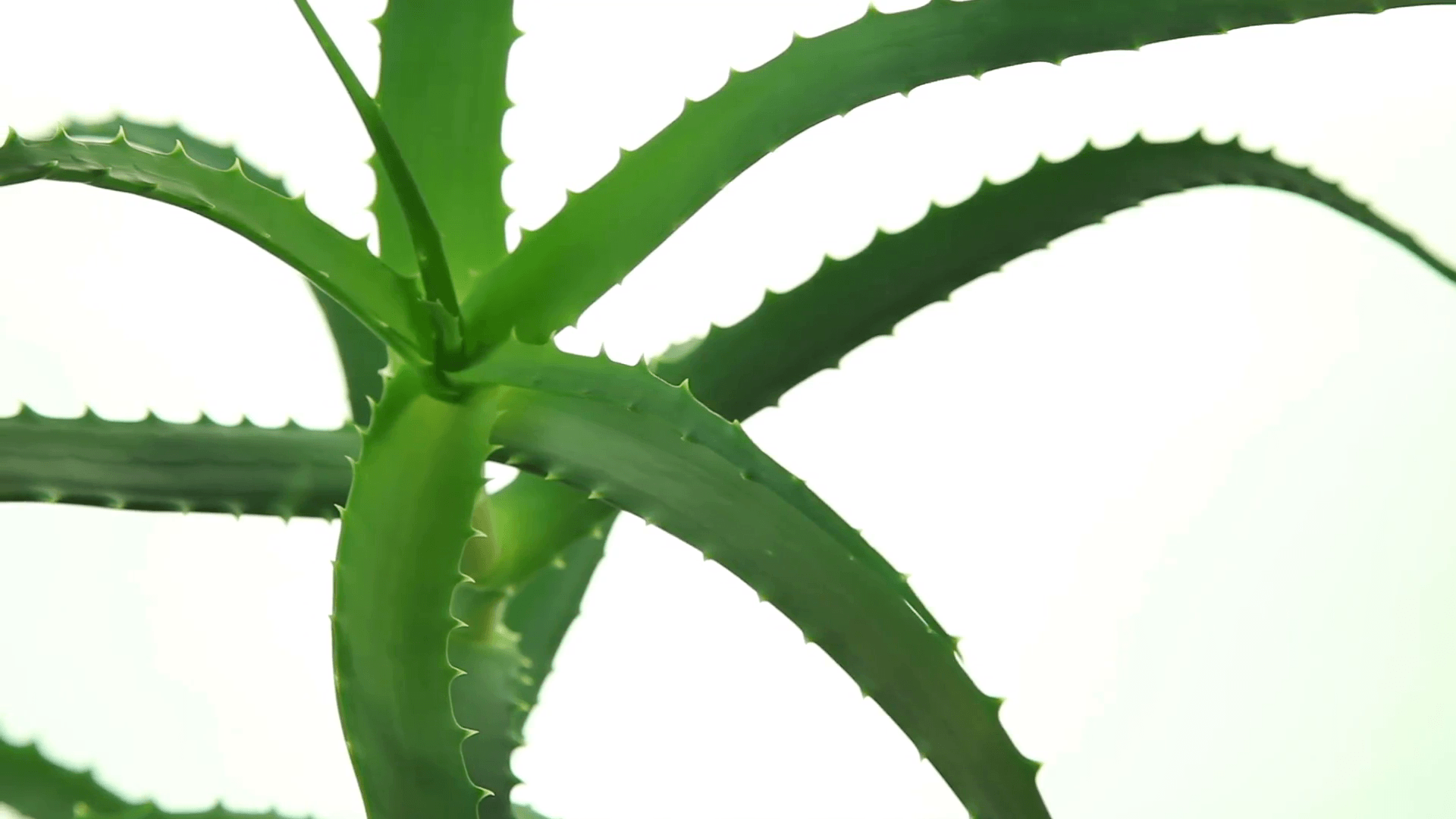 Aloe vera plant leaves on white background Stock Video Footage