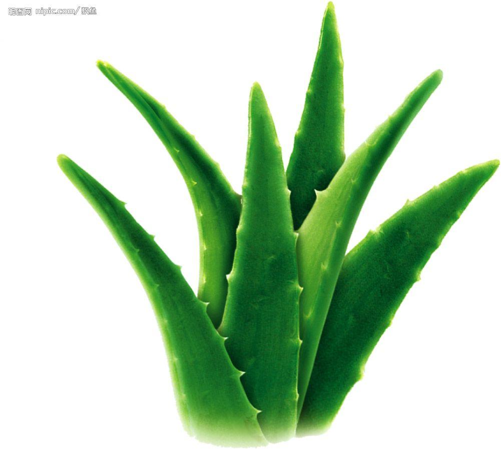 Aloe Vera: Nature's Precious Gift To Life!