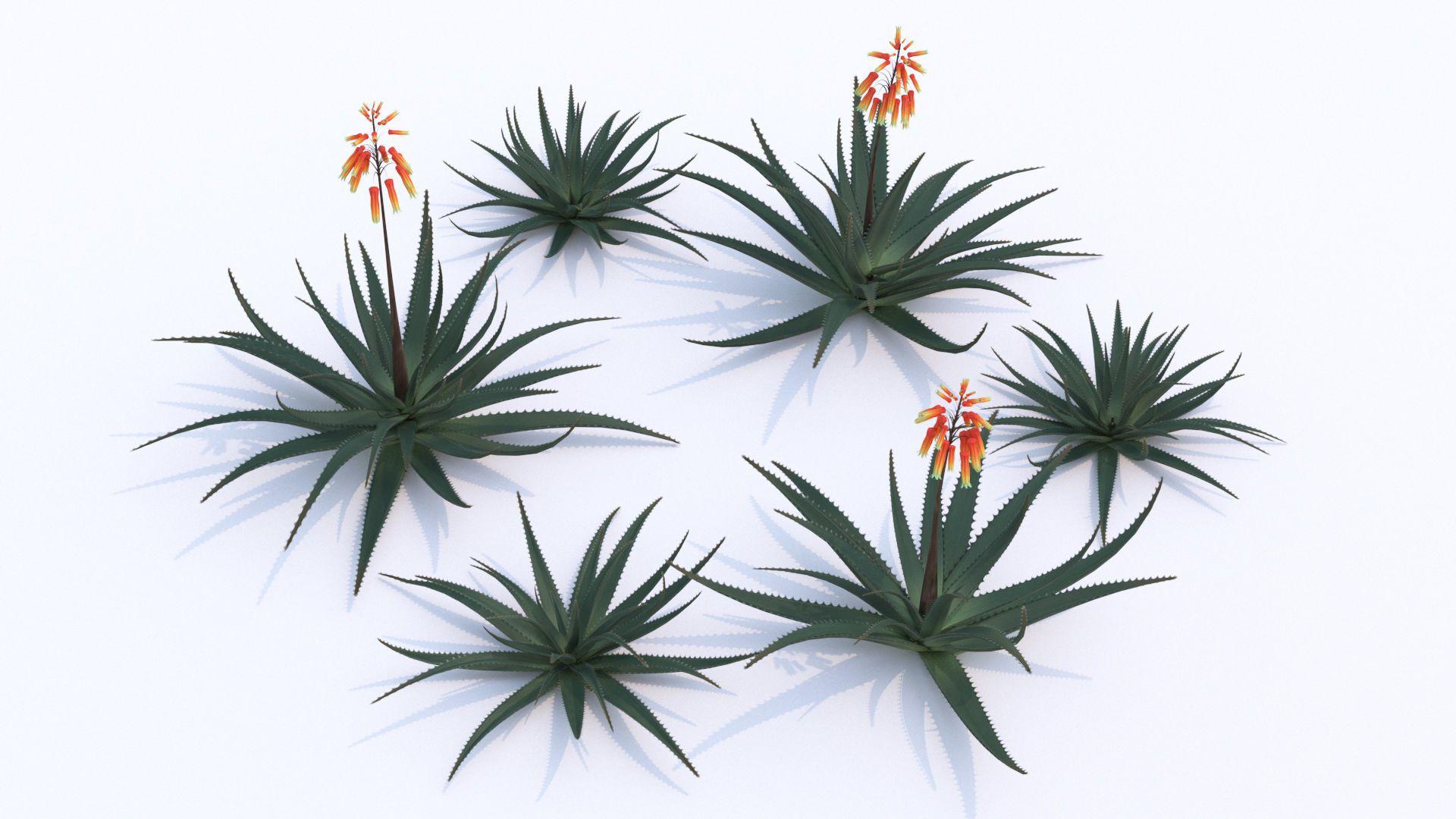 3D model Aloe Vera Flower