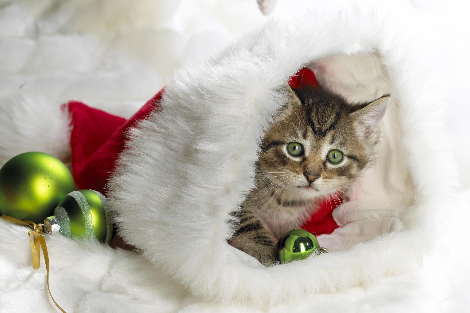 Christmas Animals Hd Wallpapers - Wallpaper Cave