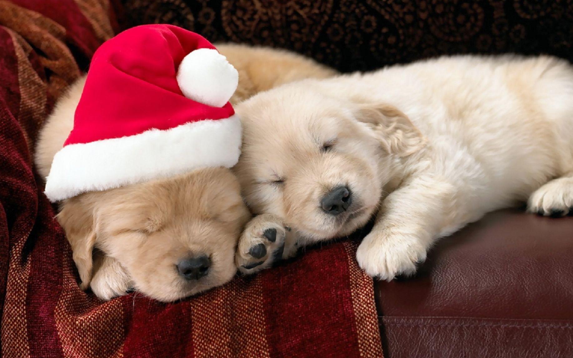 Photo Collection Baby Animal Christmas Wallpaper