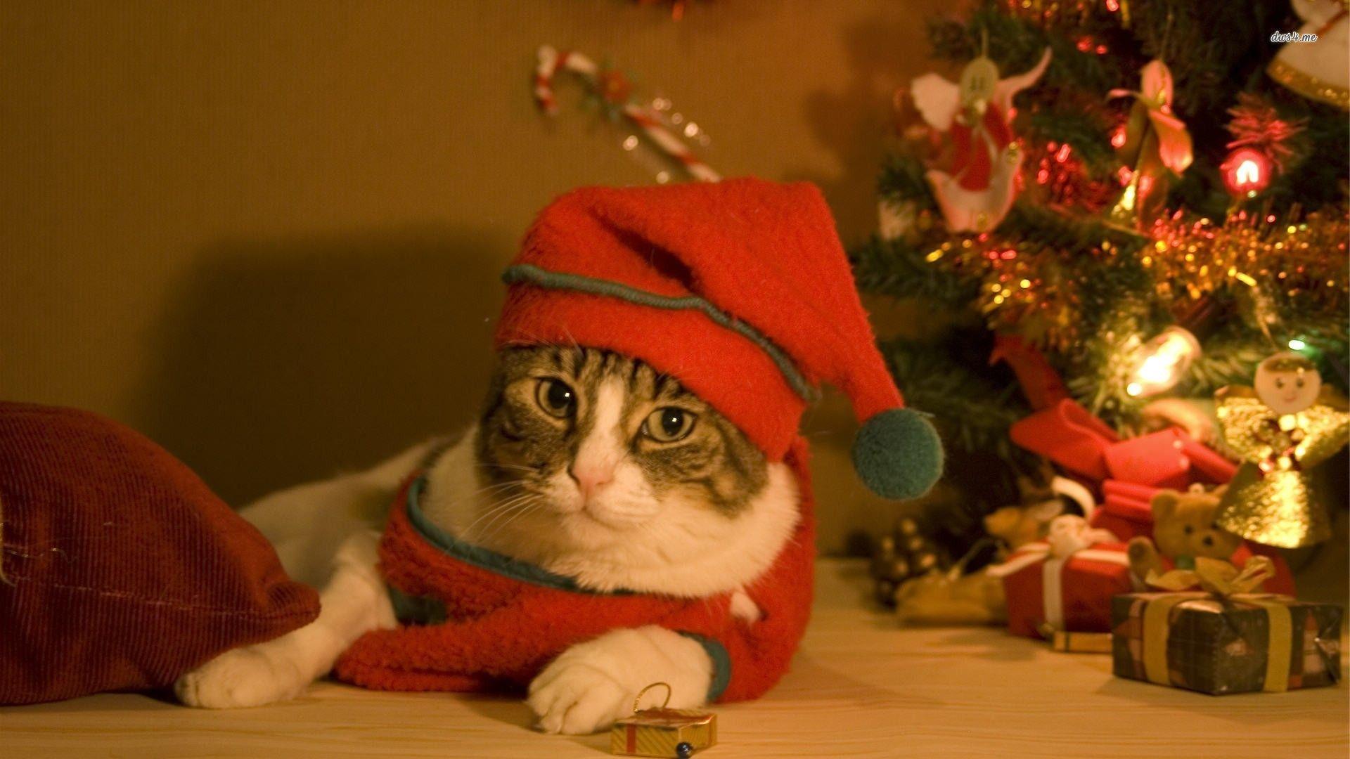Christmas Cat Wallpaper HD Wallpaper