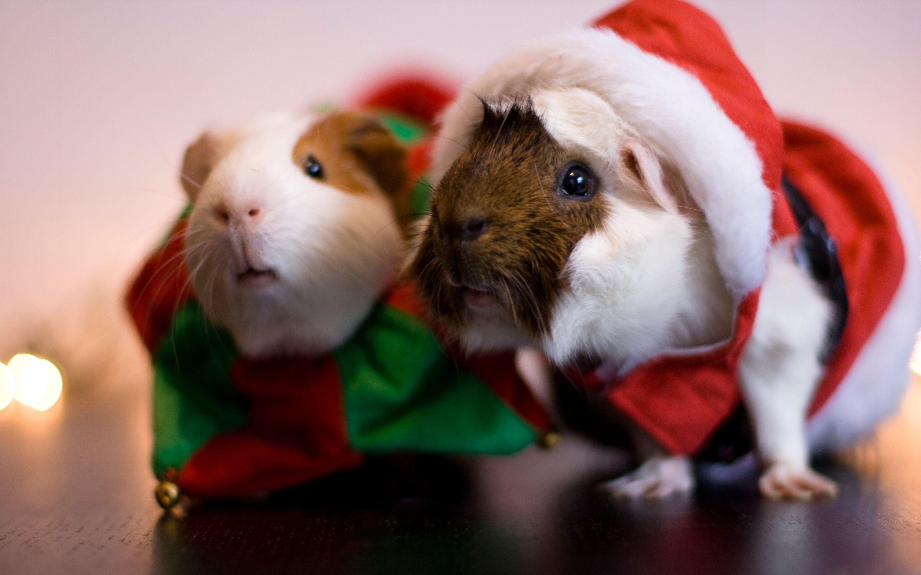 Christmas Animals HD Wallpapers - Wallpaper Cave