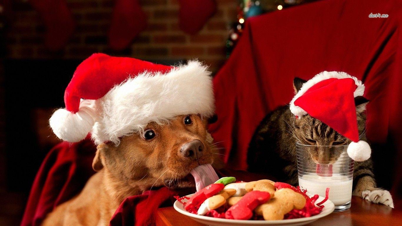 Quiz: Which Christmas Animal Is Your Spirit Animal?