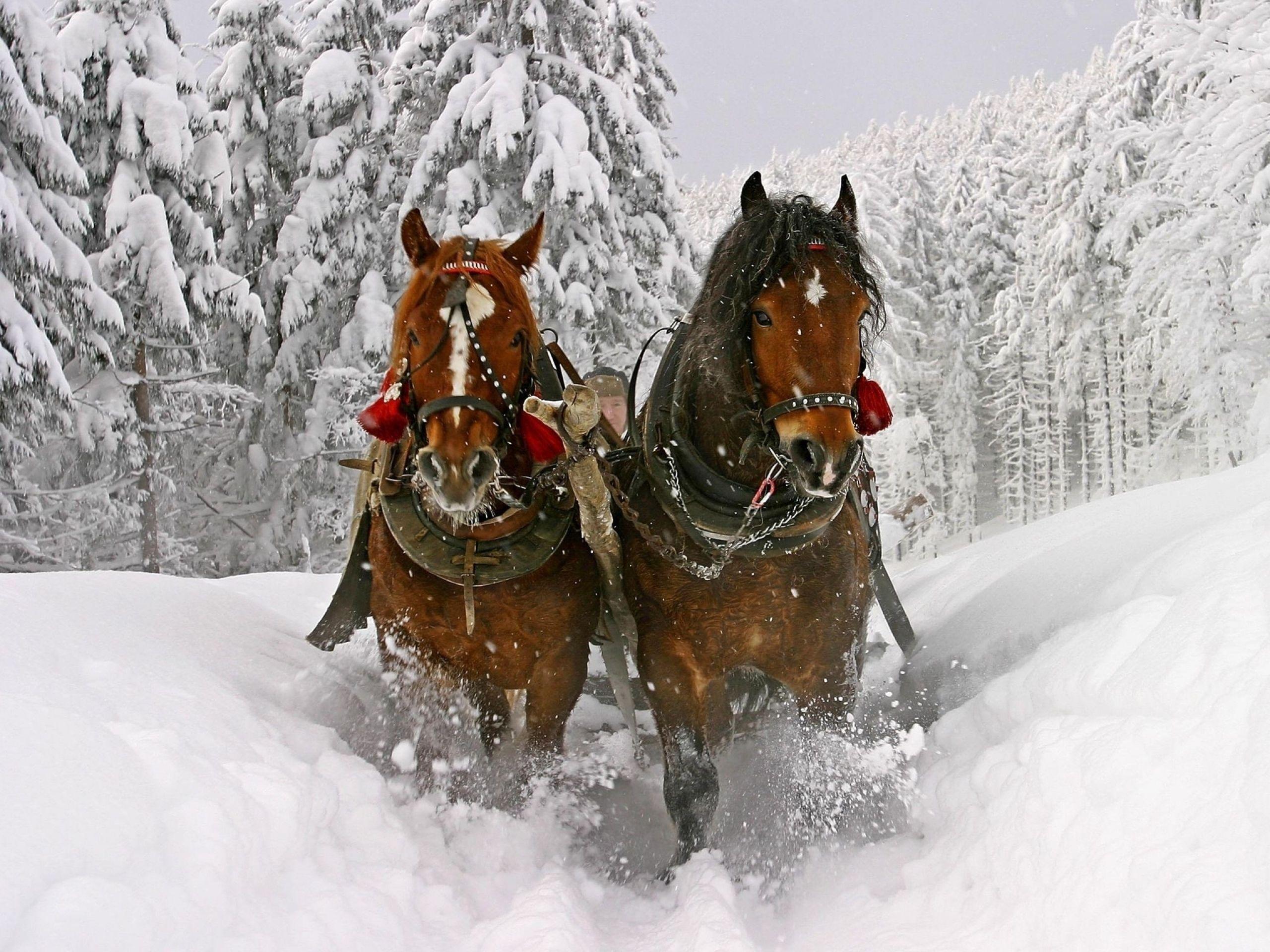 tracks, snow, horses, free wallpaper, trees, winter, christmas