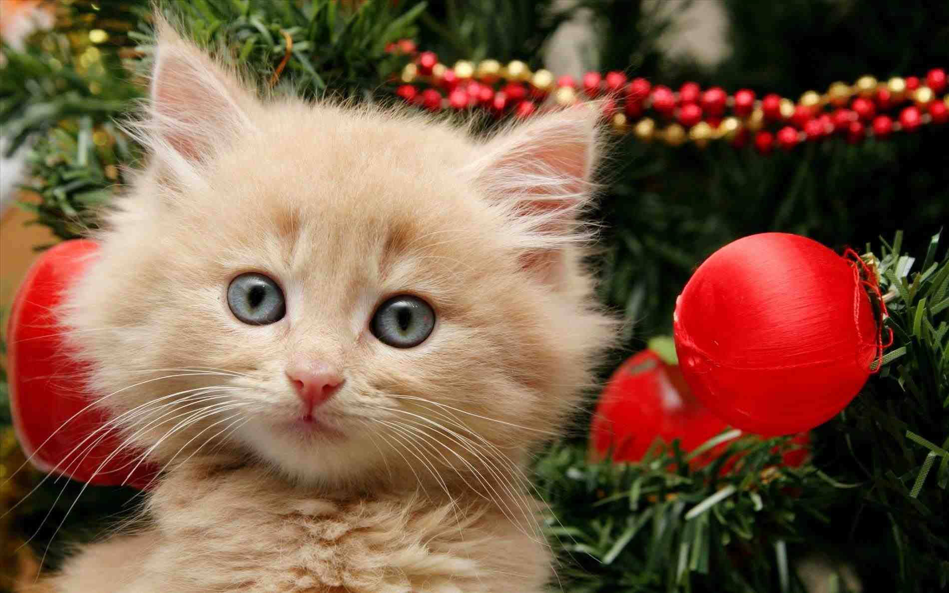 Christmas Animals Image HD Wallpaper. HD Wallpaper Picture