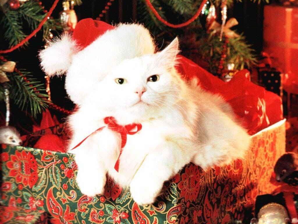 cats christmas. Cute and Lovely Christmas Cat HD Wallpaper