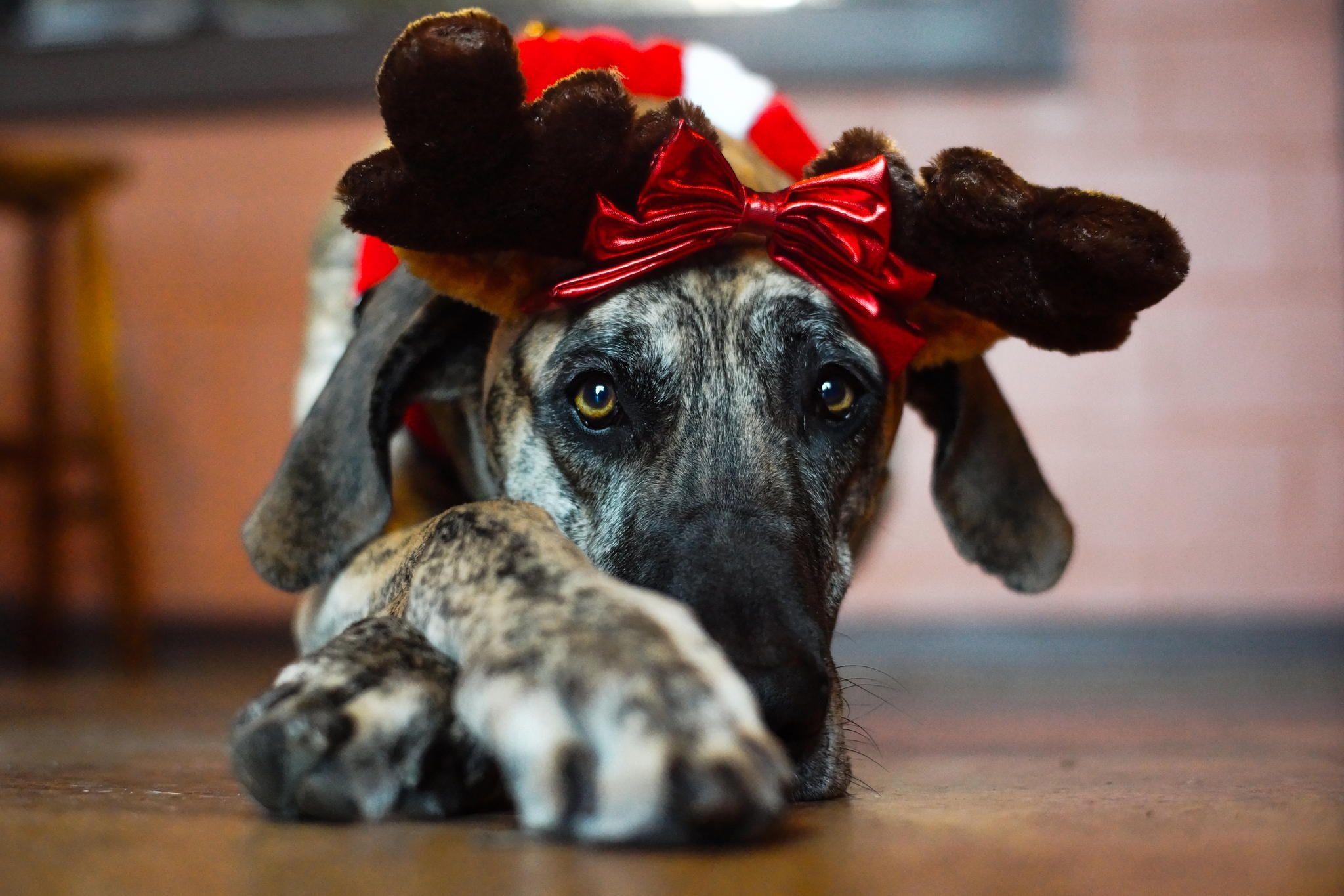 Cute, Best Friend, Wildlife, Baby, Hairy, Animal Love, Desktop