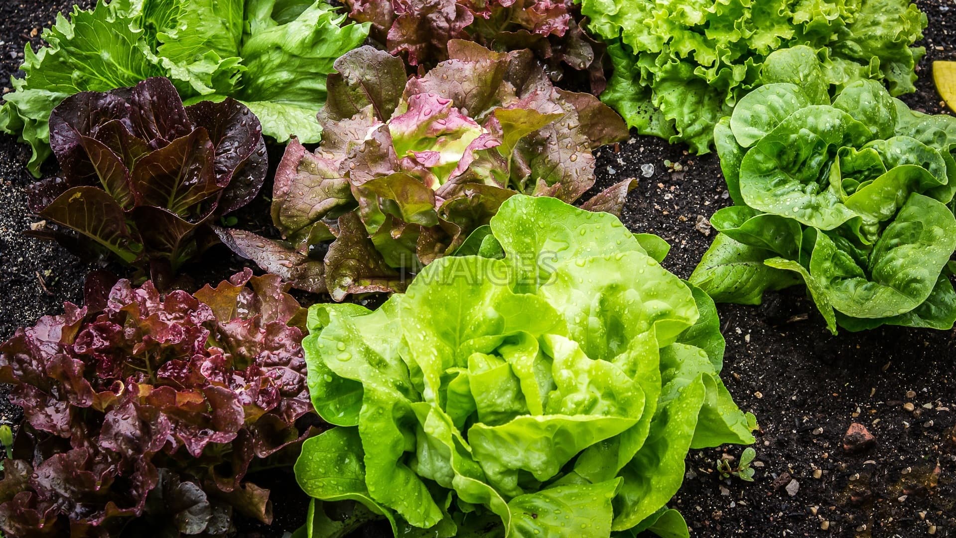 Romaine Lettuce Wallpapers - Wallpaper Cave