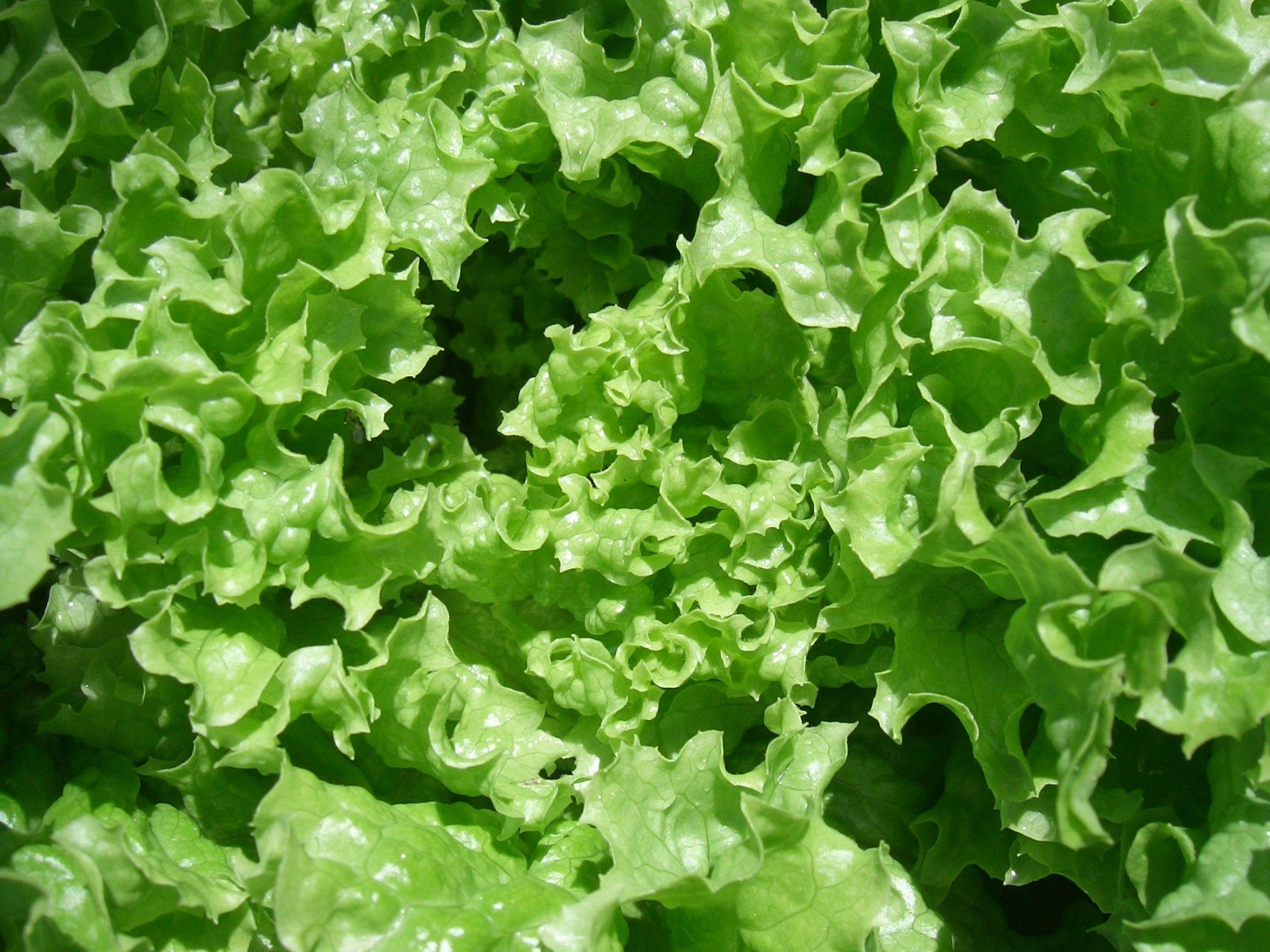 Romaine Lettuce Wallpapers Wallpaper Cave