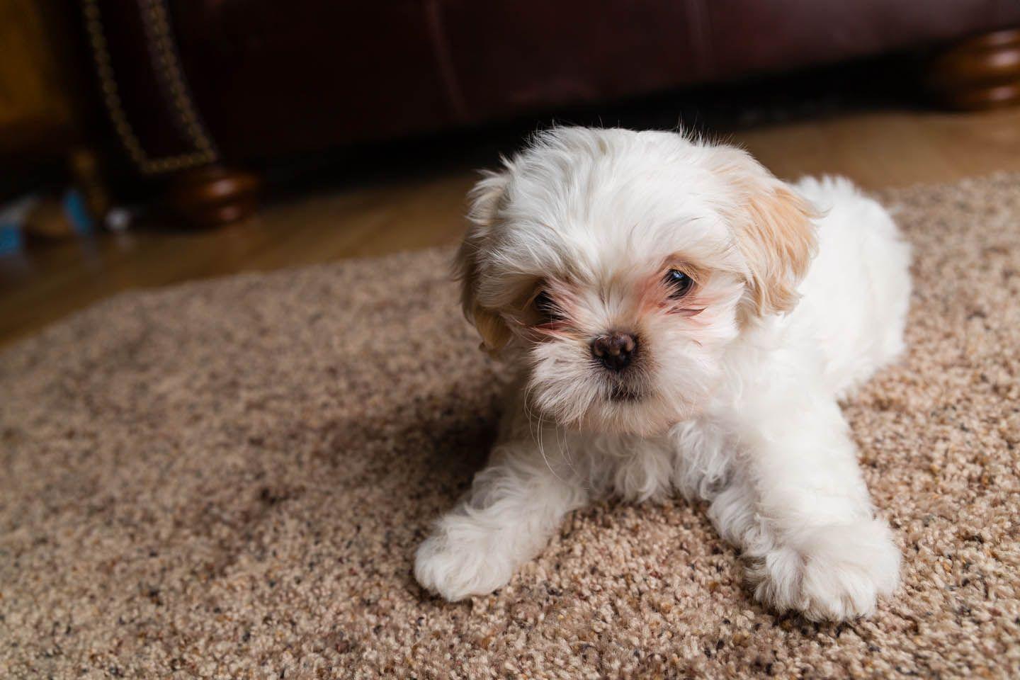 Название мелкая. Shih Tzu Köpek. Shih Tzu Puppy. Породы маленьких собак с фотографиями и названиями для квартиры. Собаки без подшерстка.