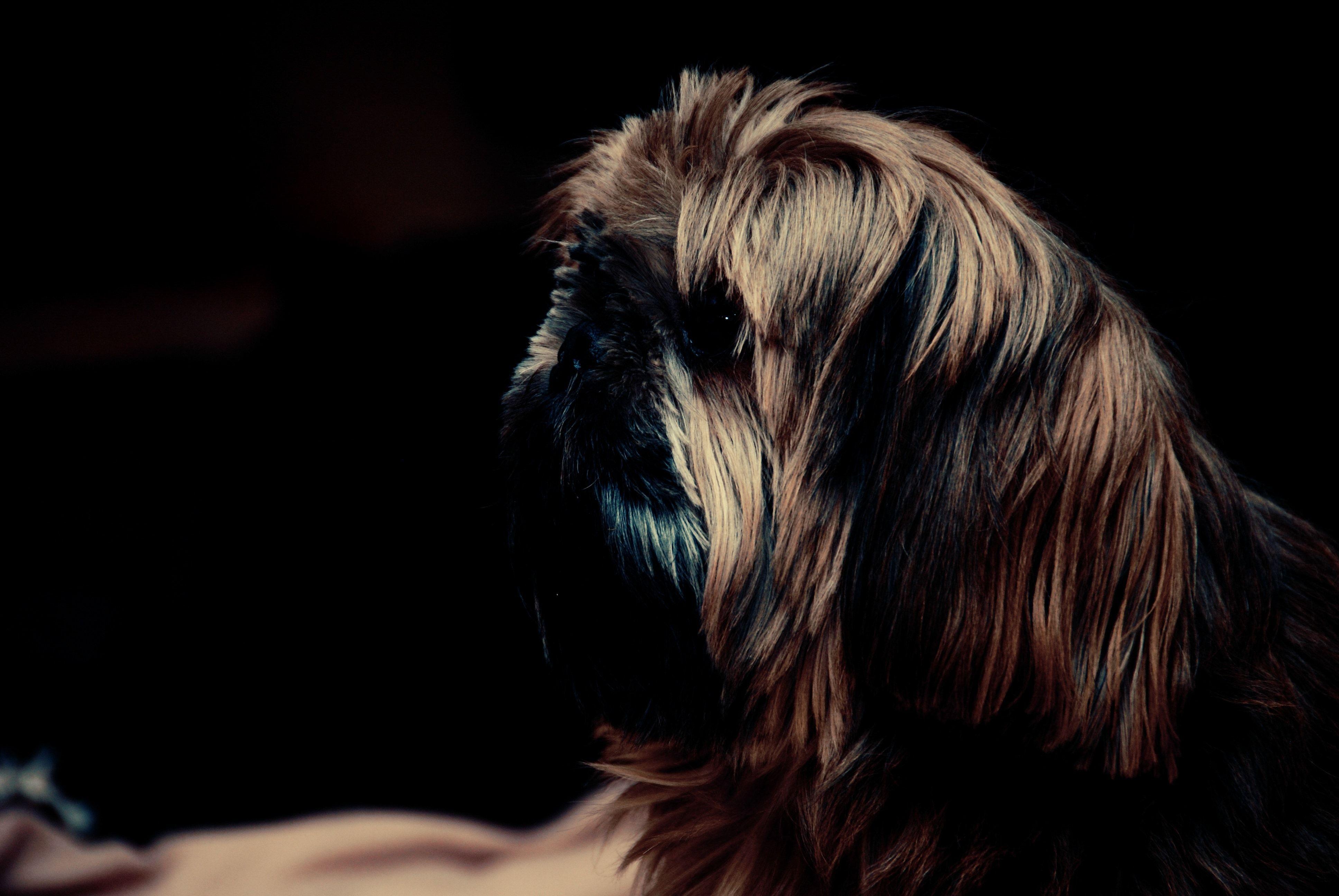 macro shot photography of brown and black shih tzu free image