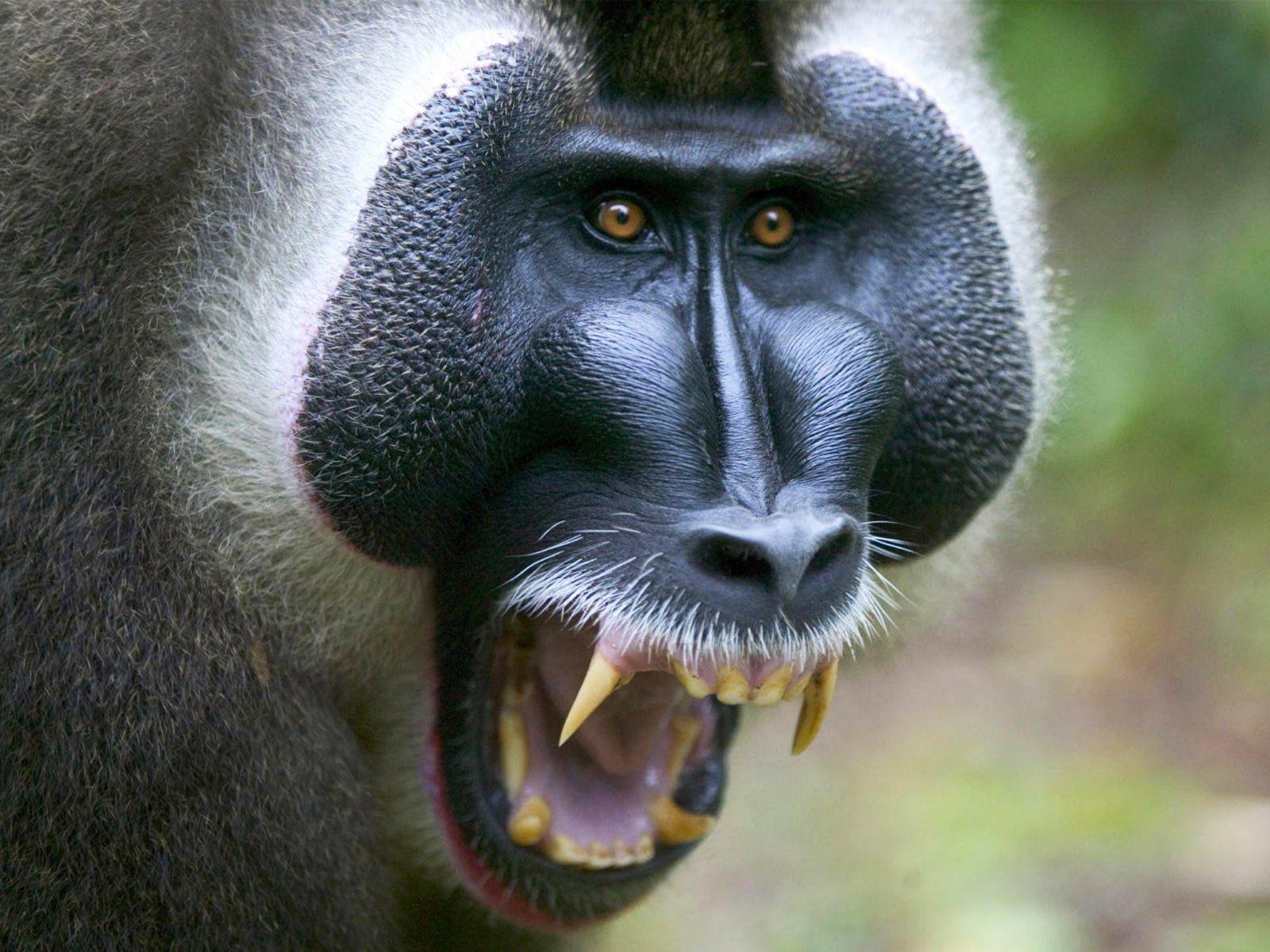 Baboon HD Wallpaper
