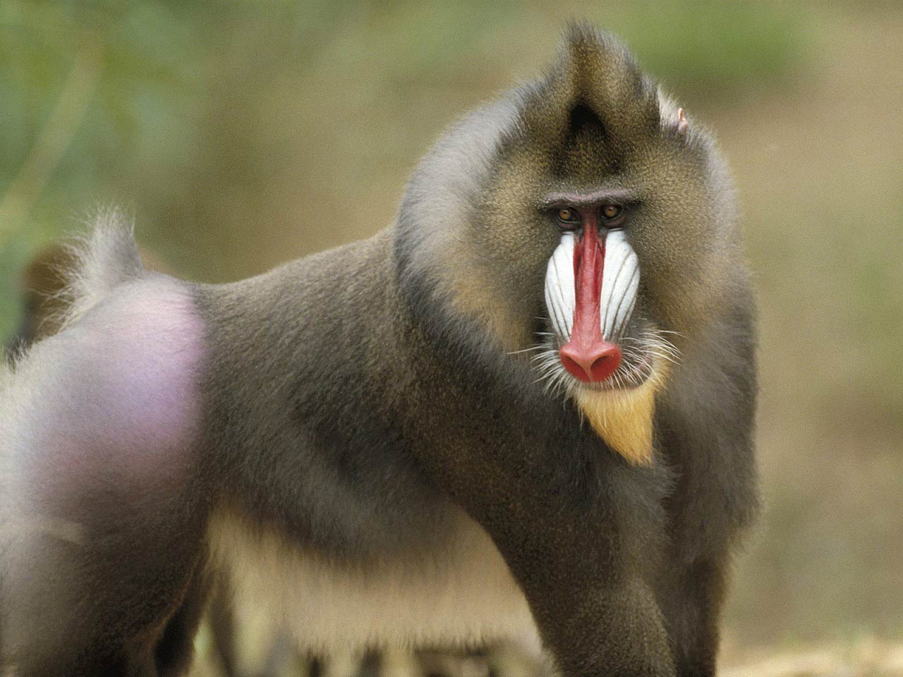 Free Baboon Wallpaper