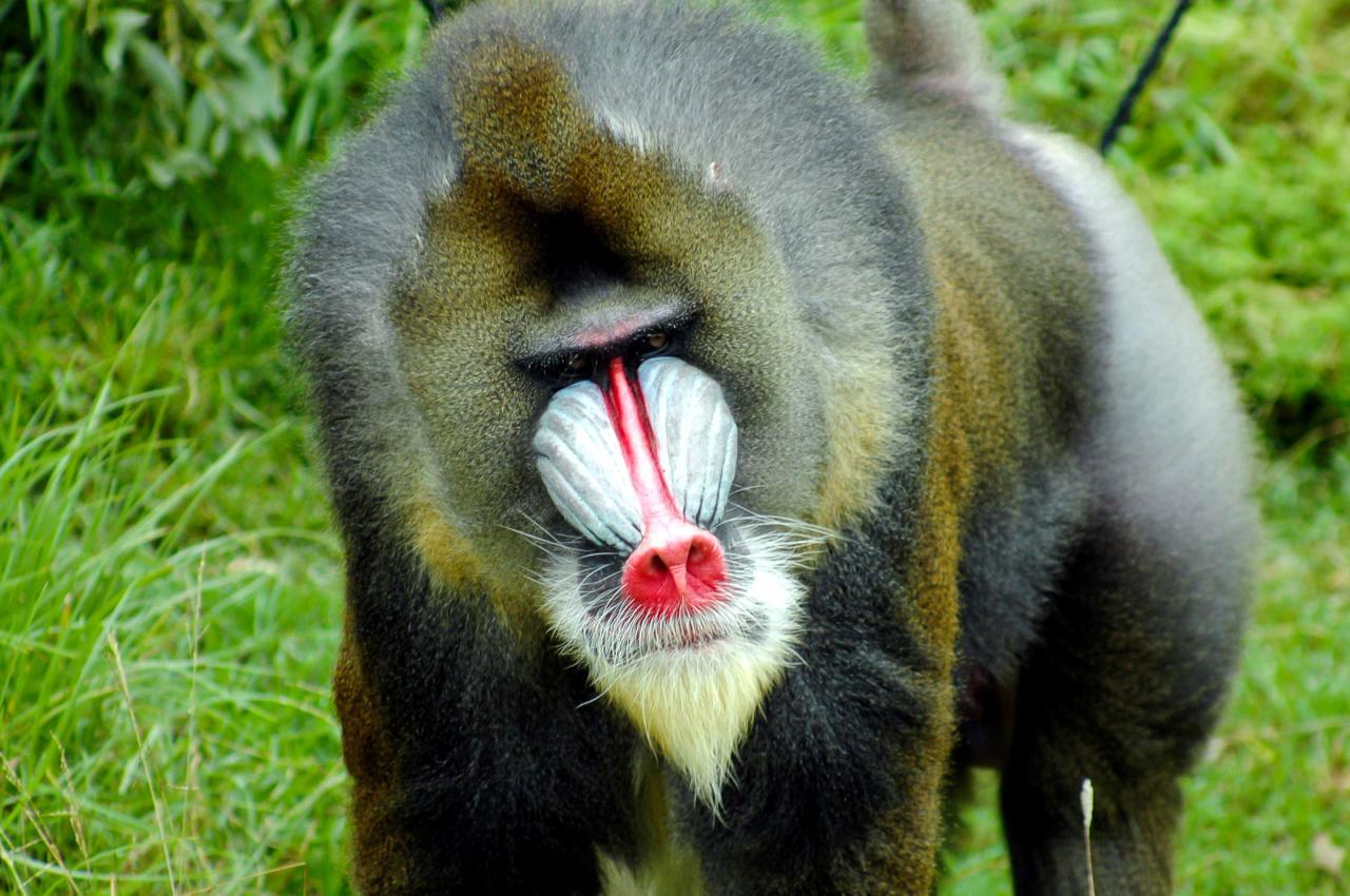 Baboon Wallpapers Wallpaper Cave 