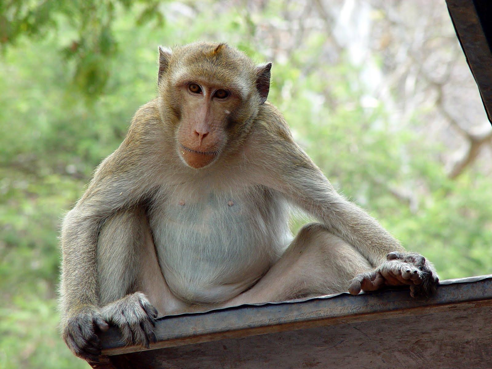 Funny baboon wallpaper. Funny Animal