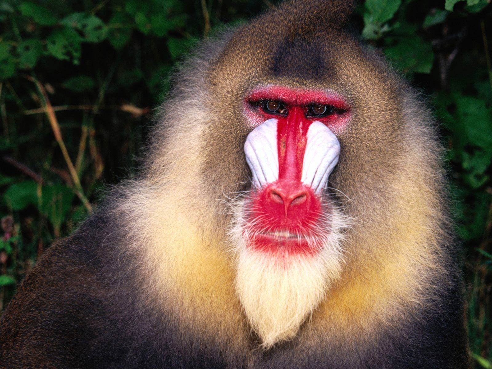 Baboon Wallpaper and background