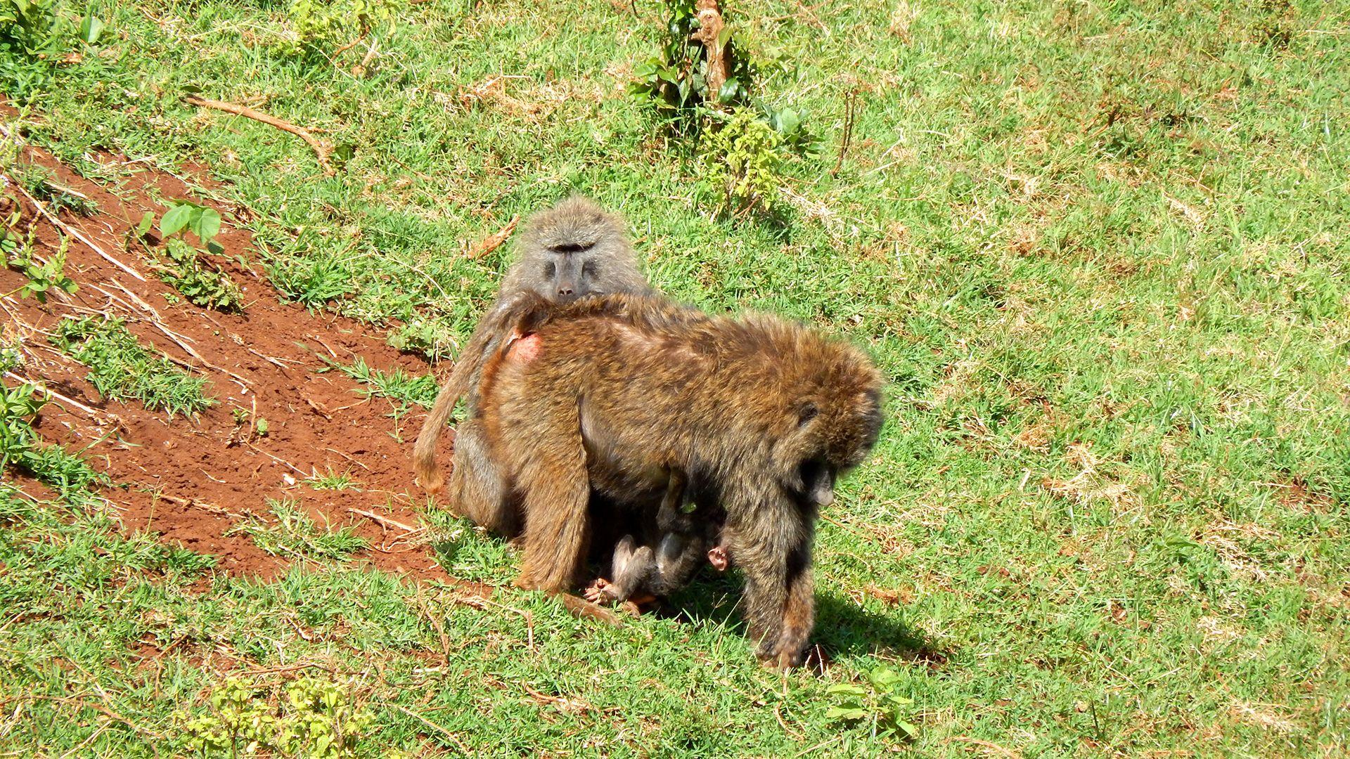 Baboon Wallpapers - Wallpaper Cave