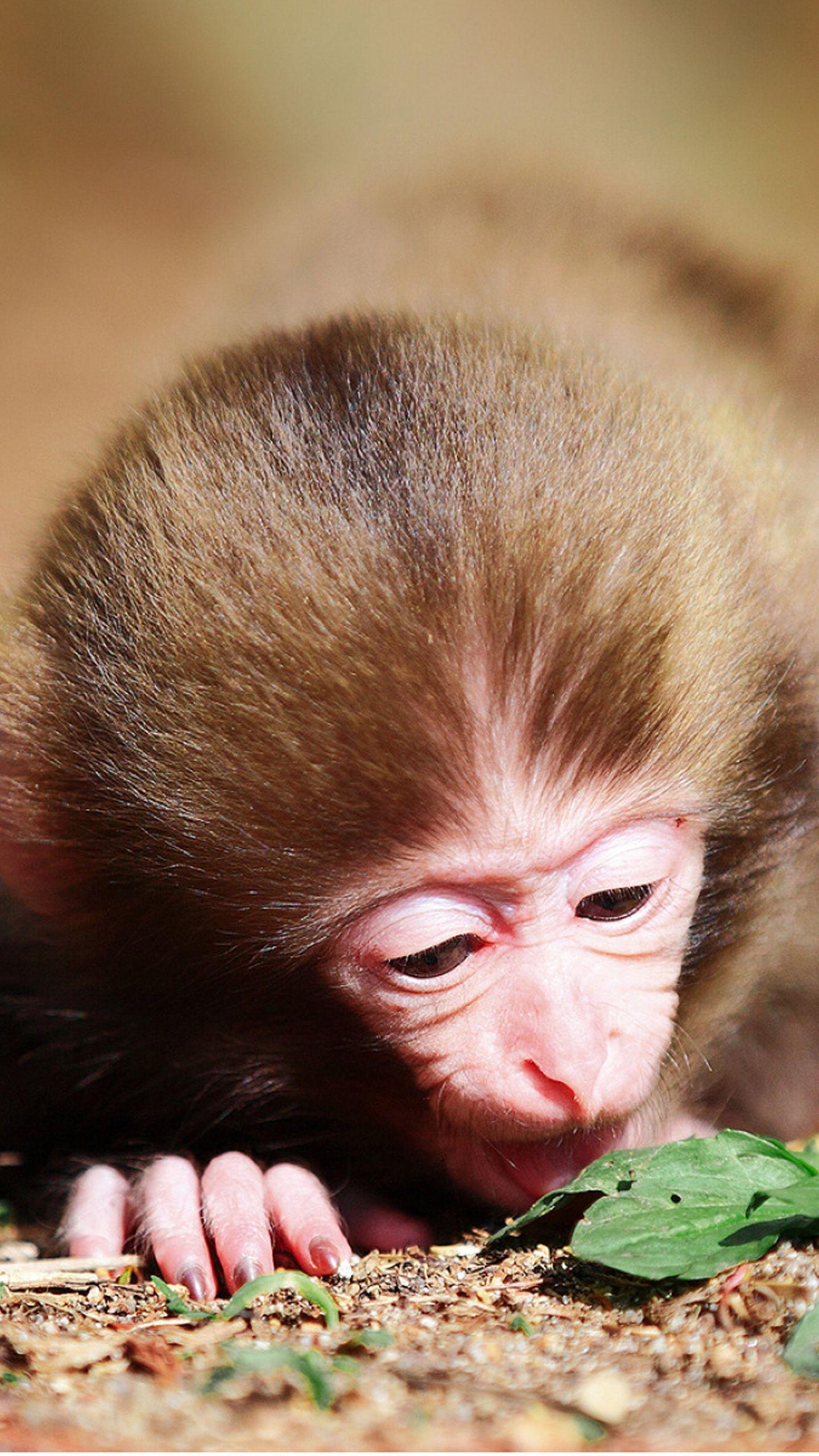 Little baboon Galaxy S6 Wallpaper. Galaxy S6 Wallpaper