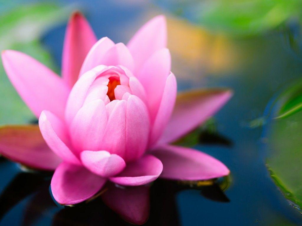 Water Lily Flower Full HD Quality Pics, Water Lily Flower
