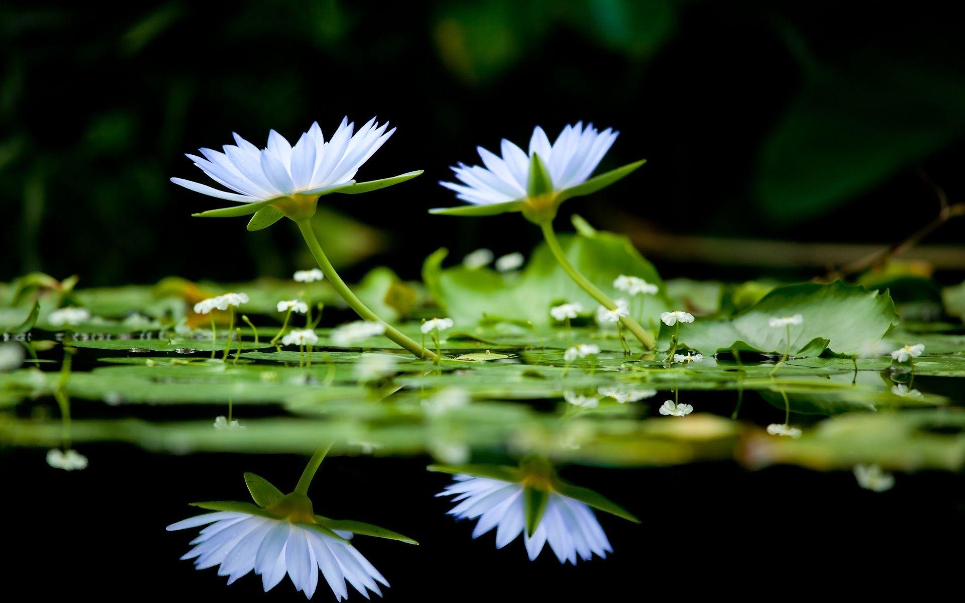 White Flowers On Water